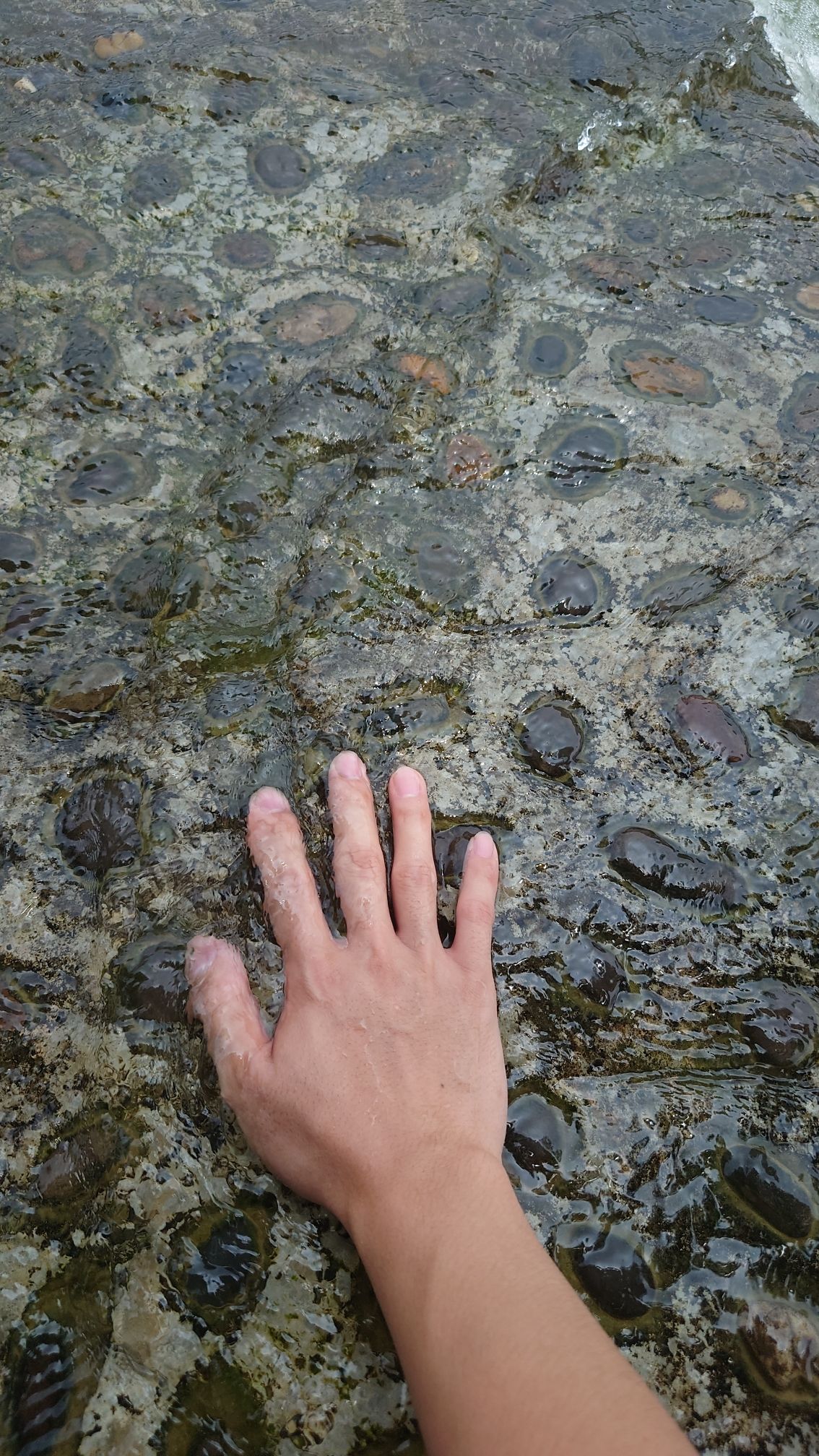 海菜花观赏基地旅行图片 3