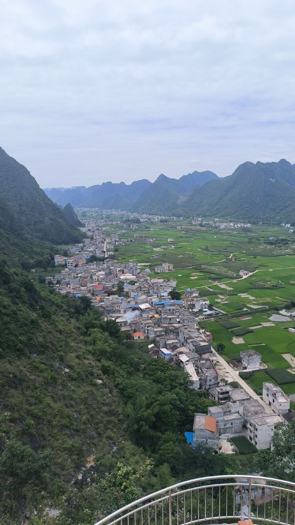 海菜花观赏基地旅行图片 3