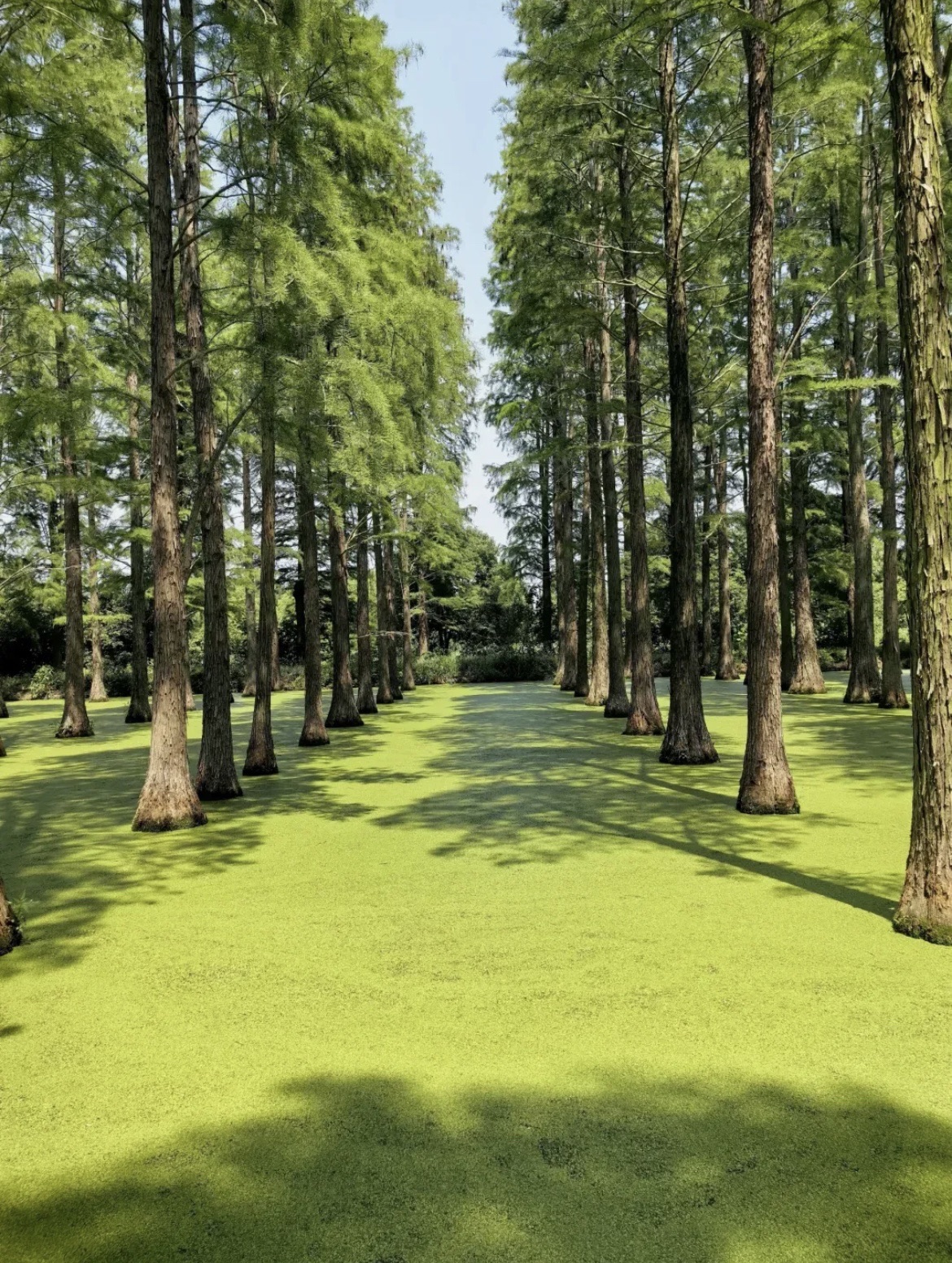 滏阳湿地公园
