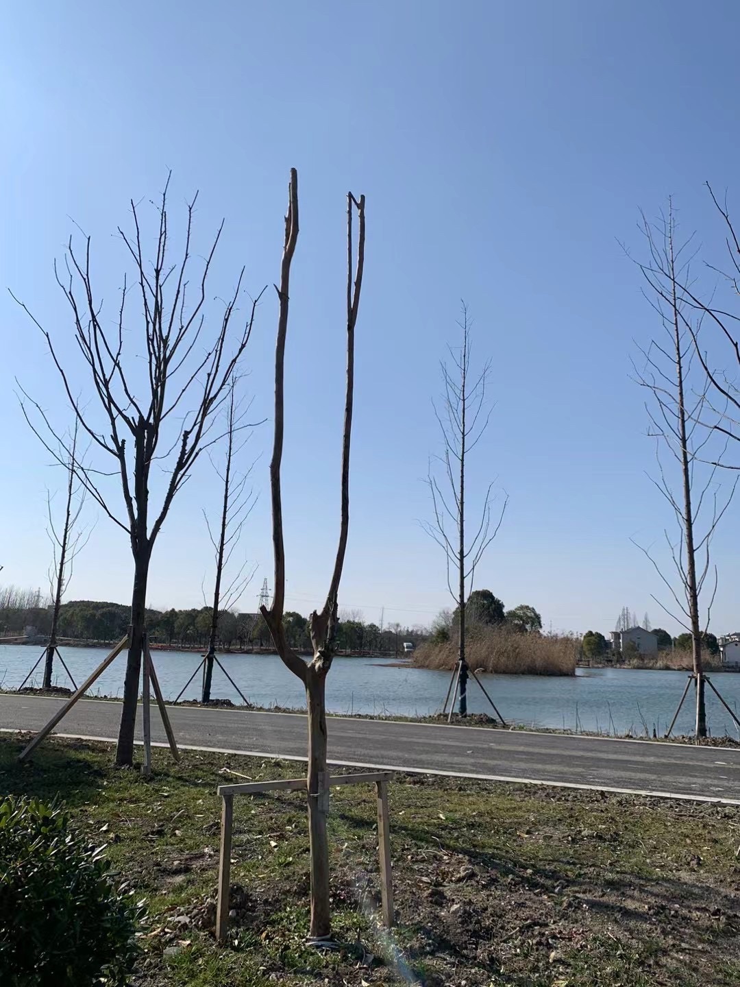 沉海圩乡村湿地旅行图片 1