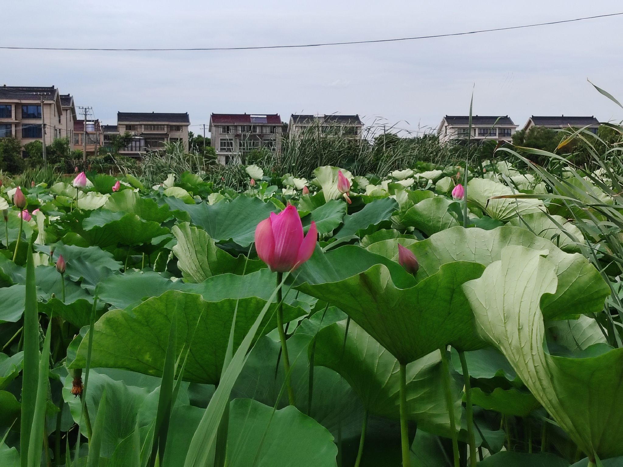 沉海圩乡村湿地旅行图片 1