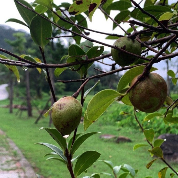 泉州植物园旅行图片 1