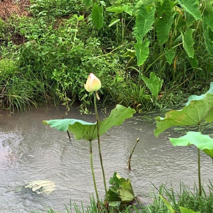 泉州植物园旅行图片 2