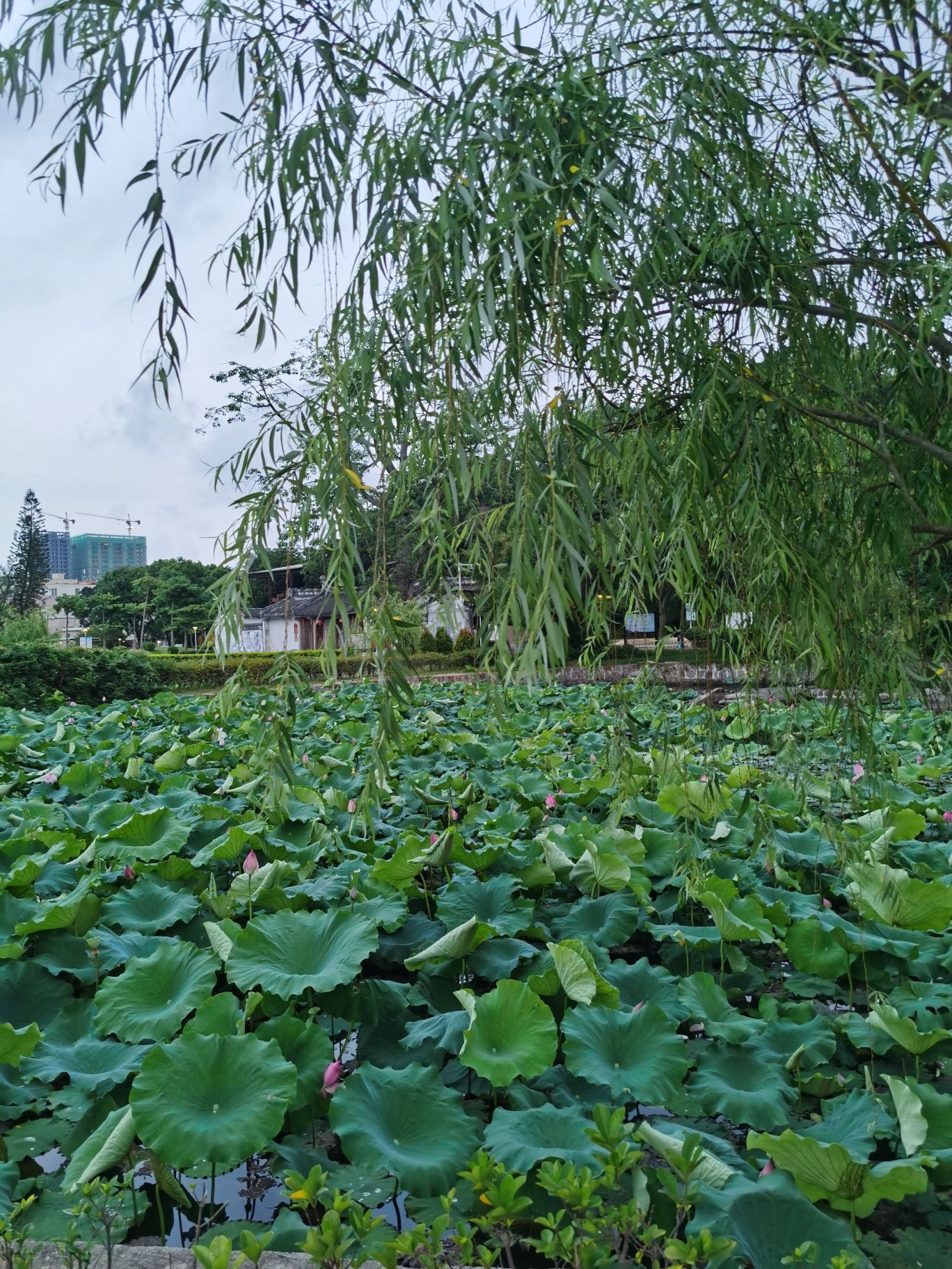 冠山书院主题公园旅行图片 1