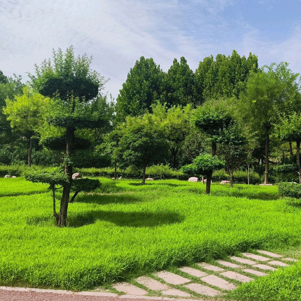 鹿鸣湖-体育公园旅行图片 2