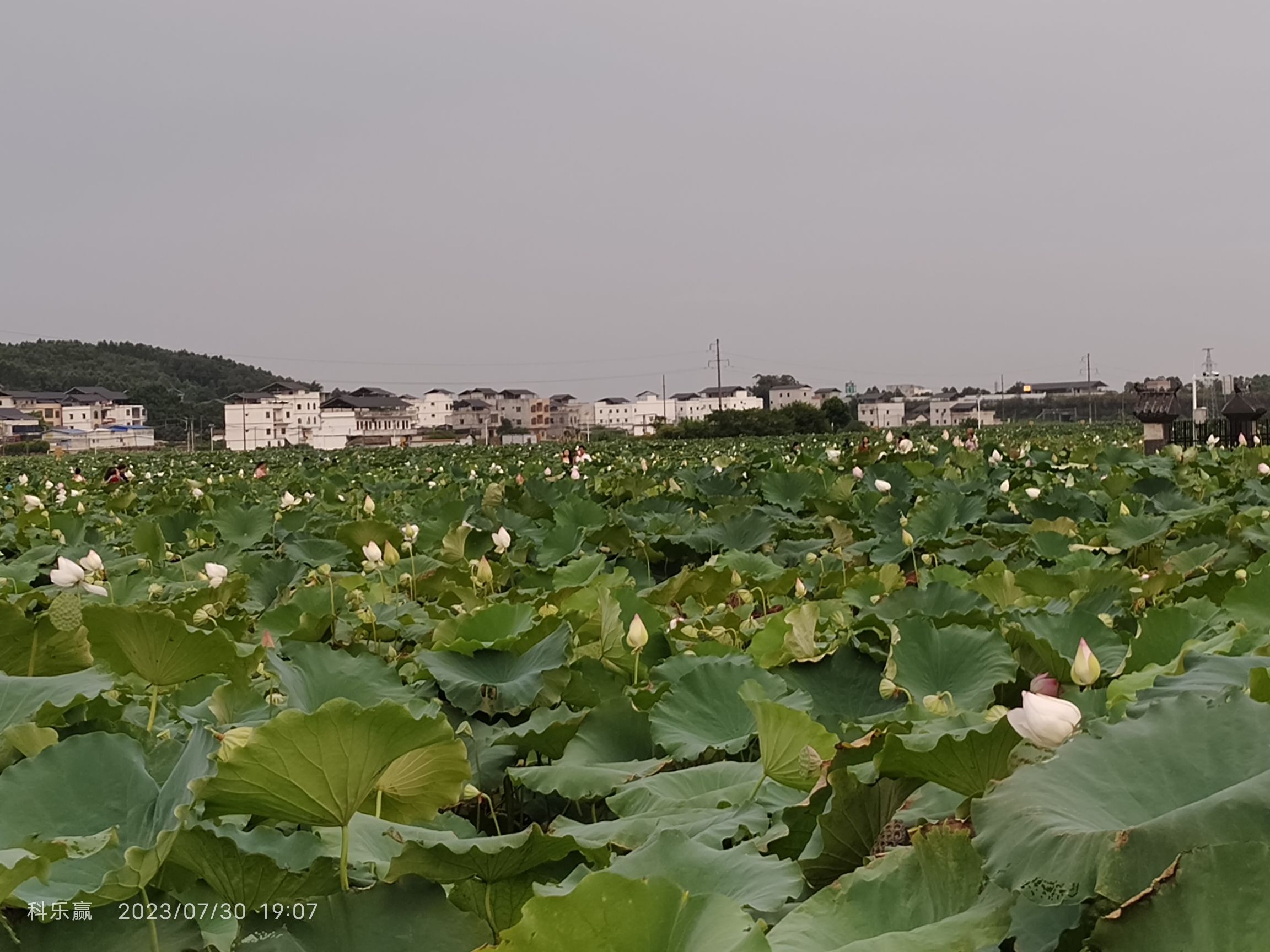荷美覃塘景区旅行图片 1