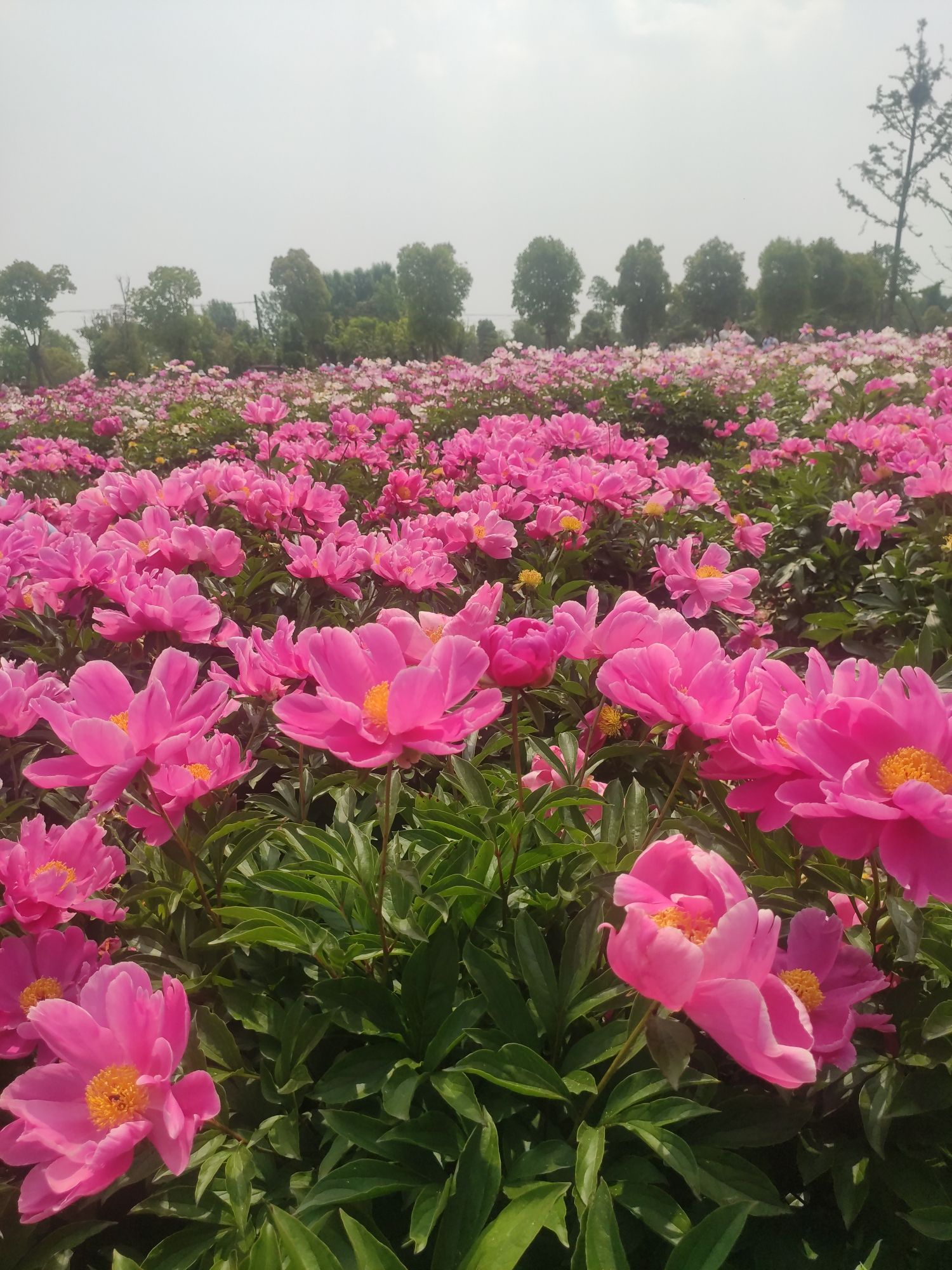 北辰公园旅行图片 3
