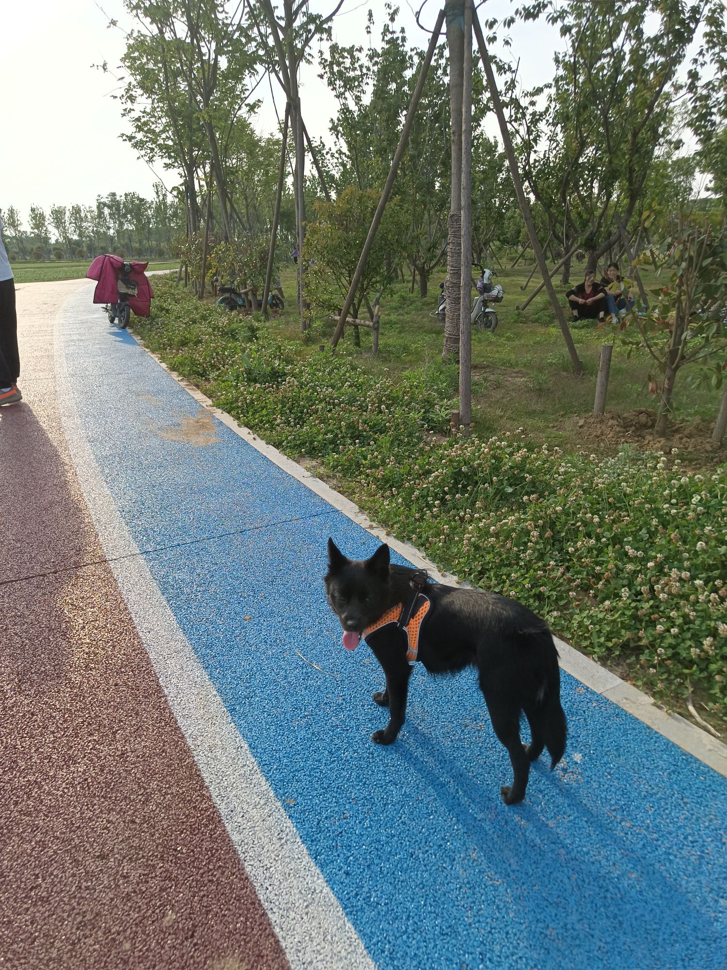 北辰公园旅行图片 3