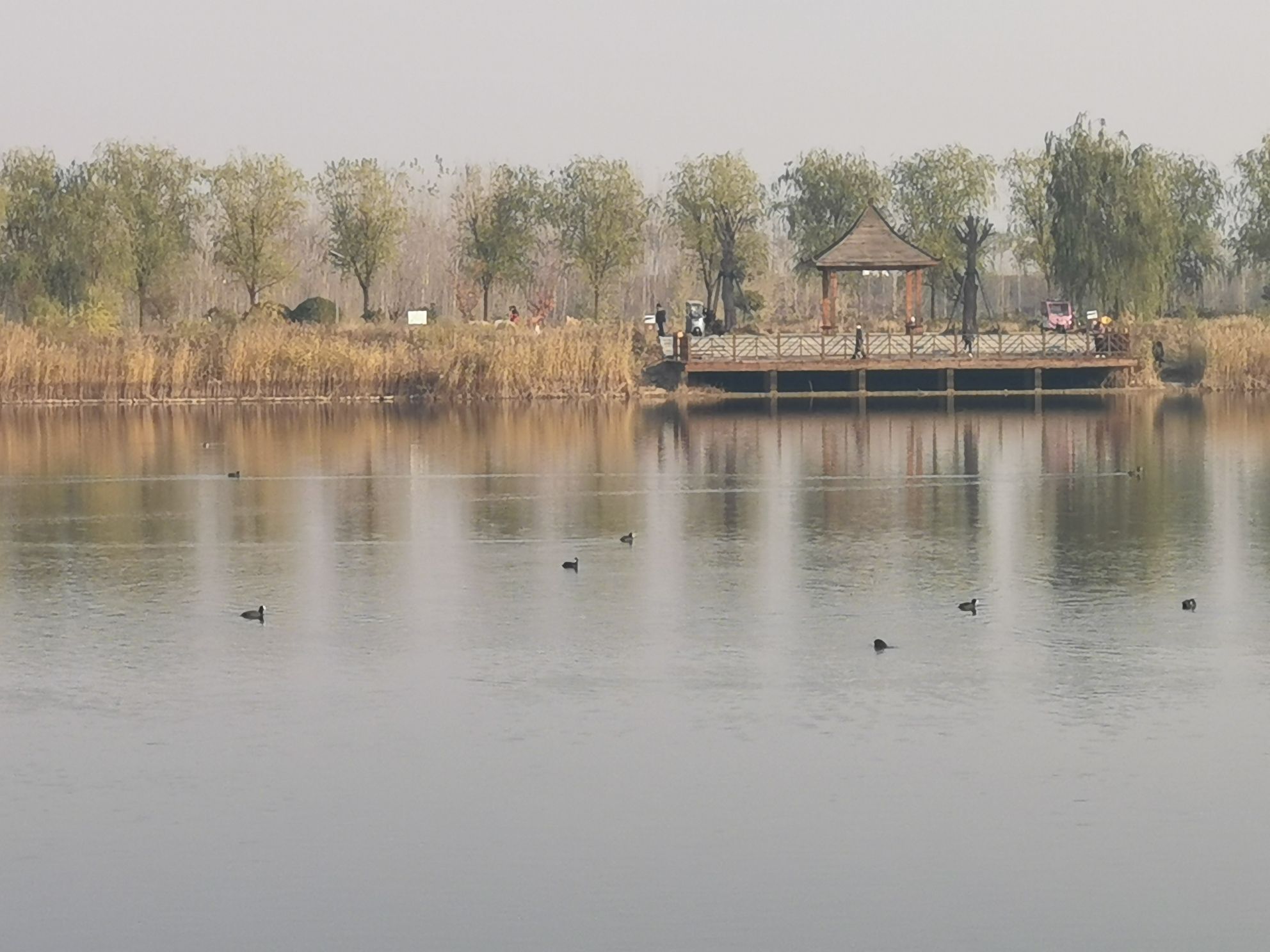 龙湖湿地公园旅行图片 2