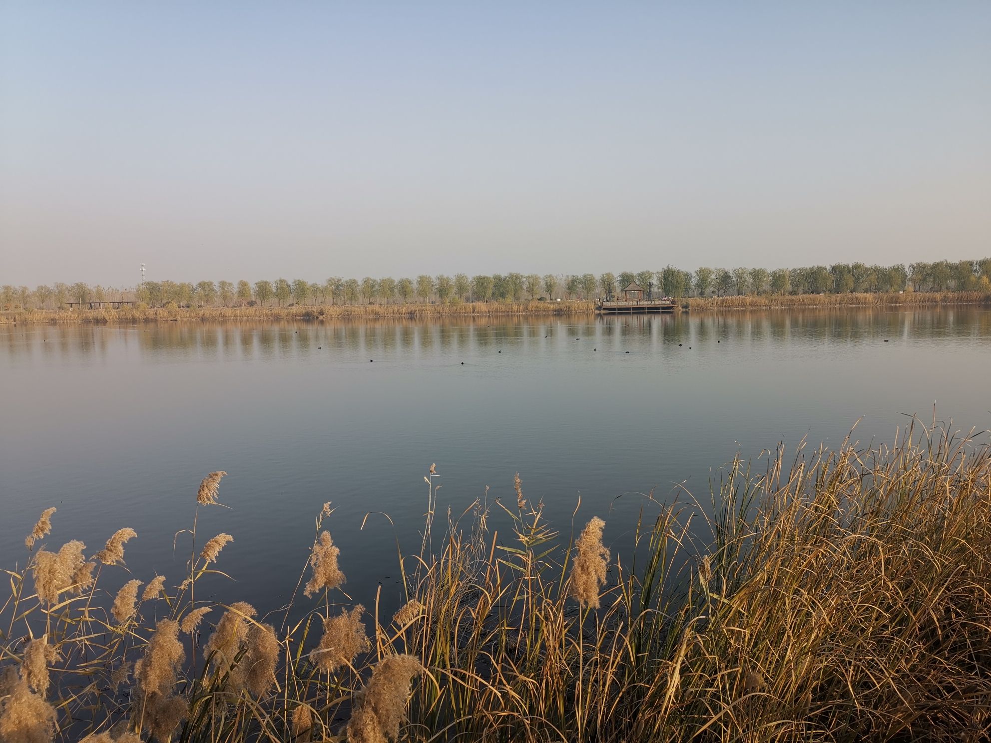 龙湖湿地公园旅行图片 3