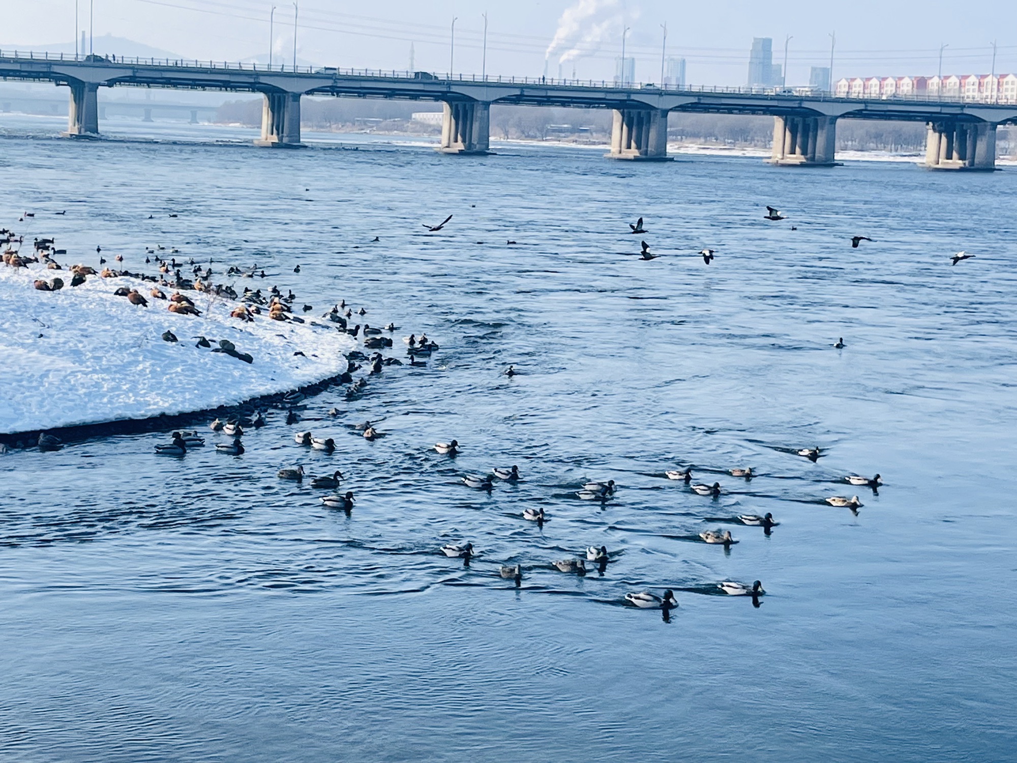 长白岛湿地公园旅行图片 3