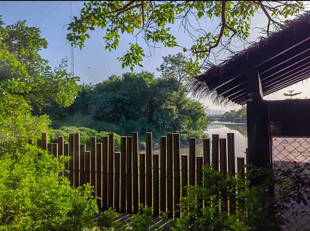 红树湾公园旅行图片 1