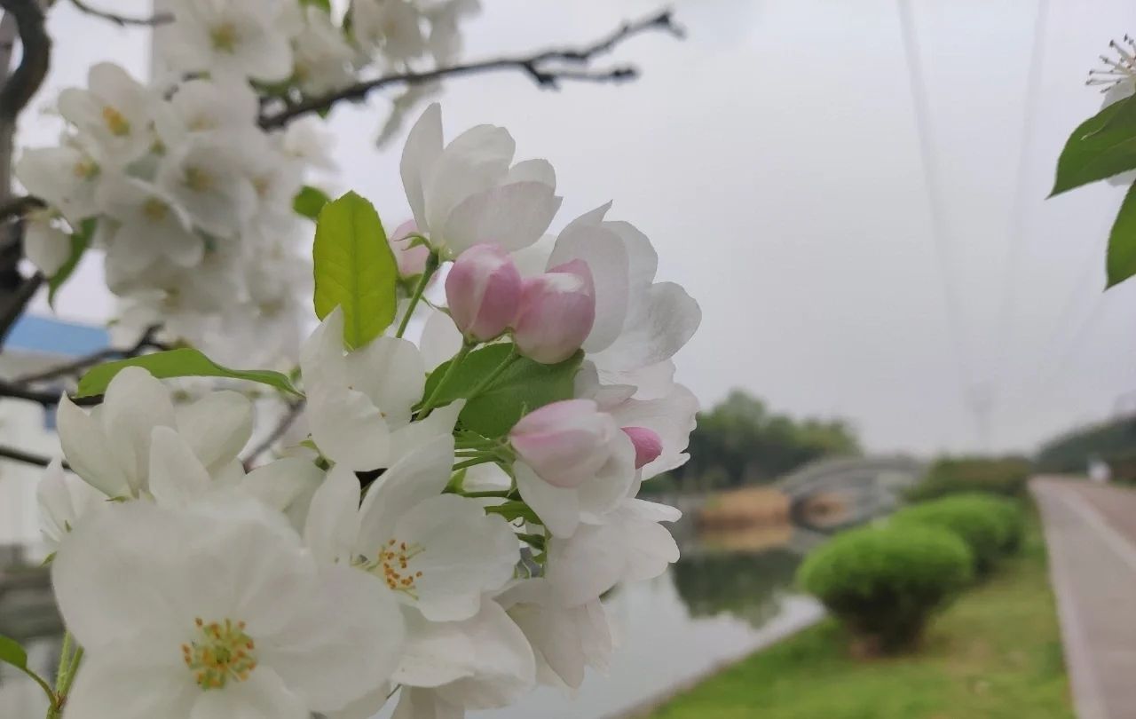 凤凰湖公园旅行图片 3