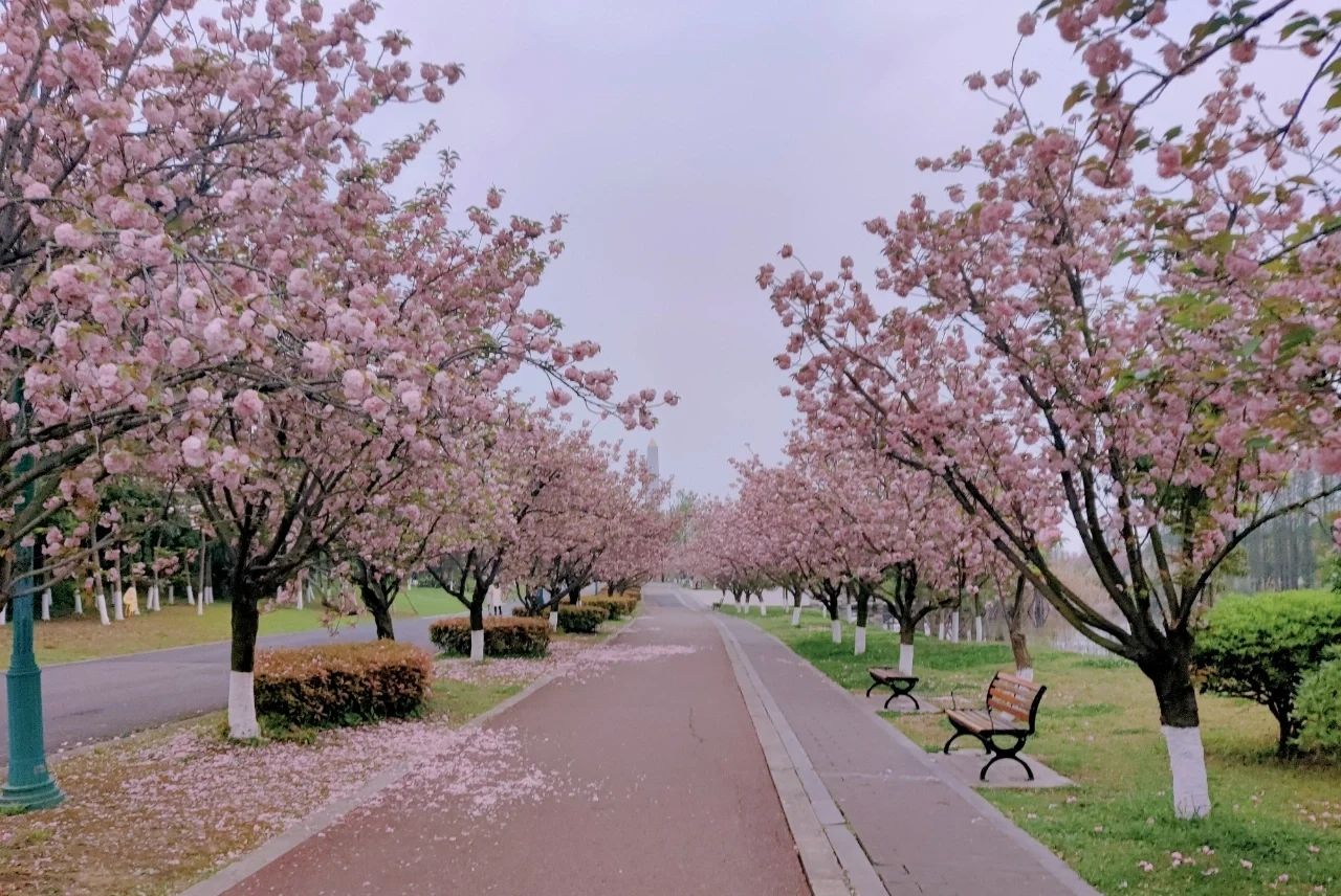 凤凰湖公园旅行图片 1