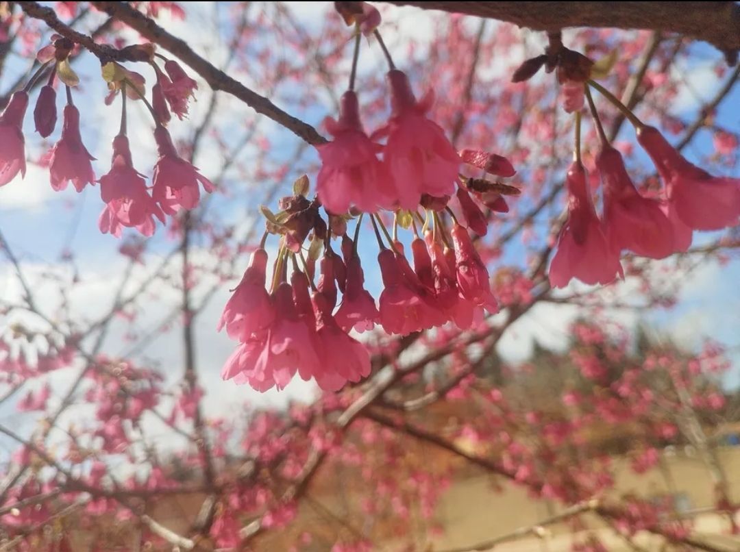 云峰山·狮子寨生态旅游景区旅行图片 1