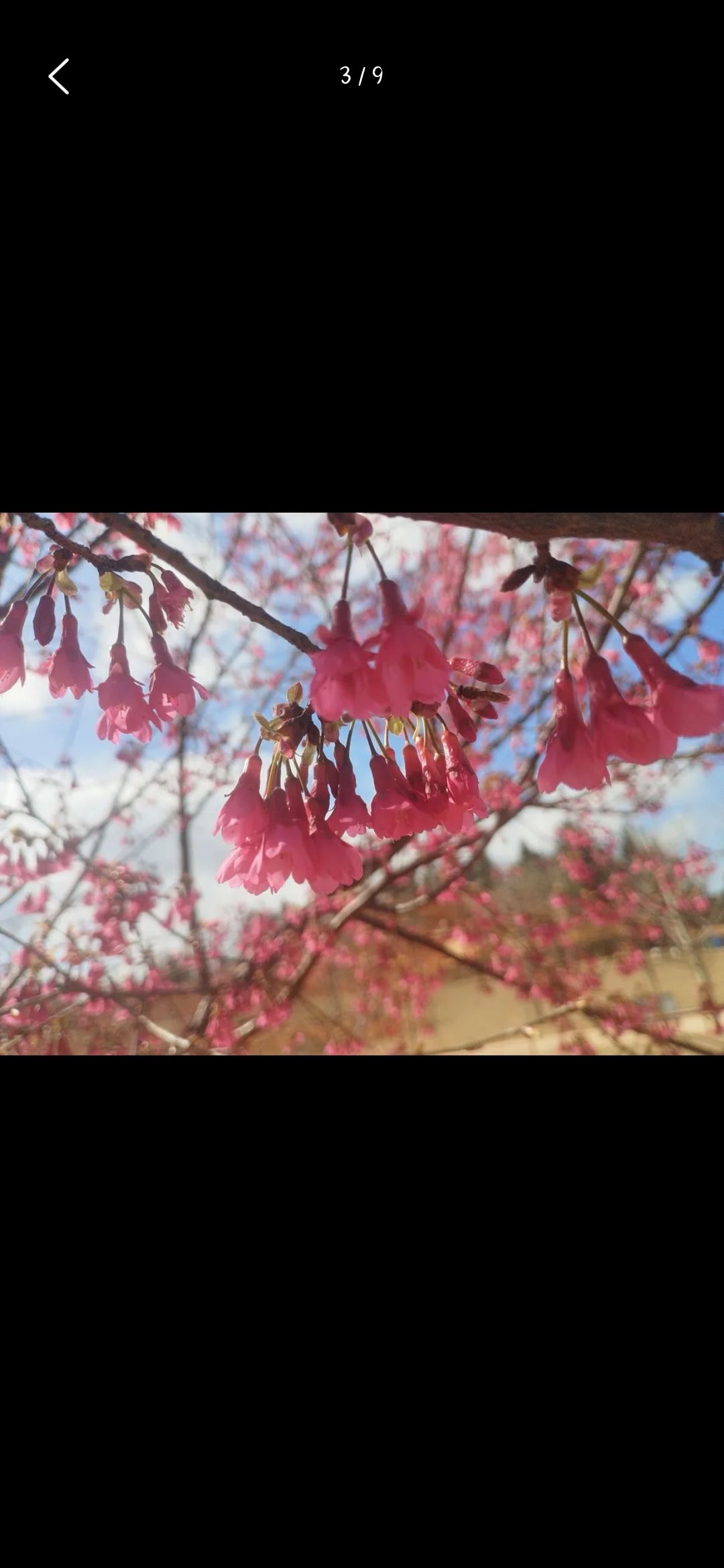 云峰山·狮子寨生态旅游景区旅行图片 3