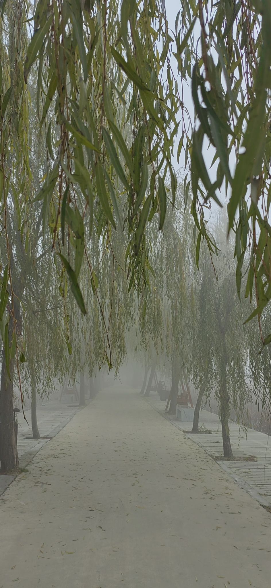 千亩荷塘旅行图片 2