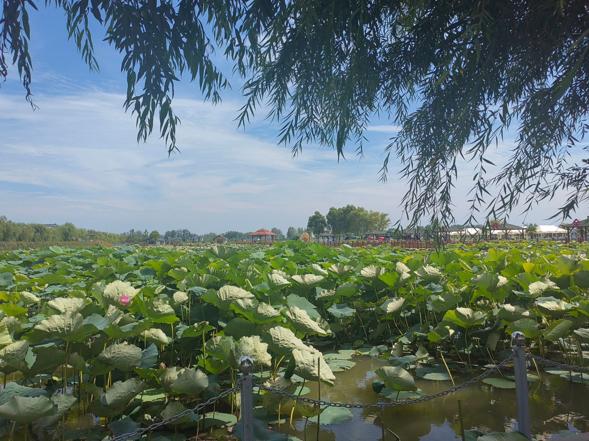 千亩荷塘旅行图片 2