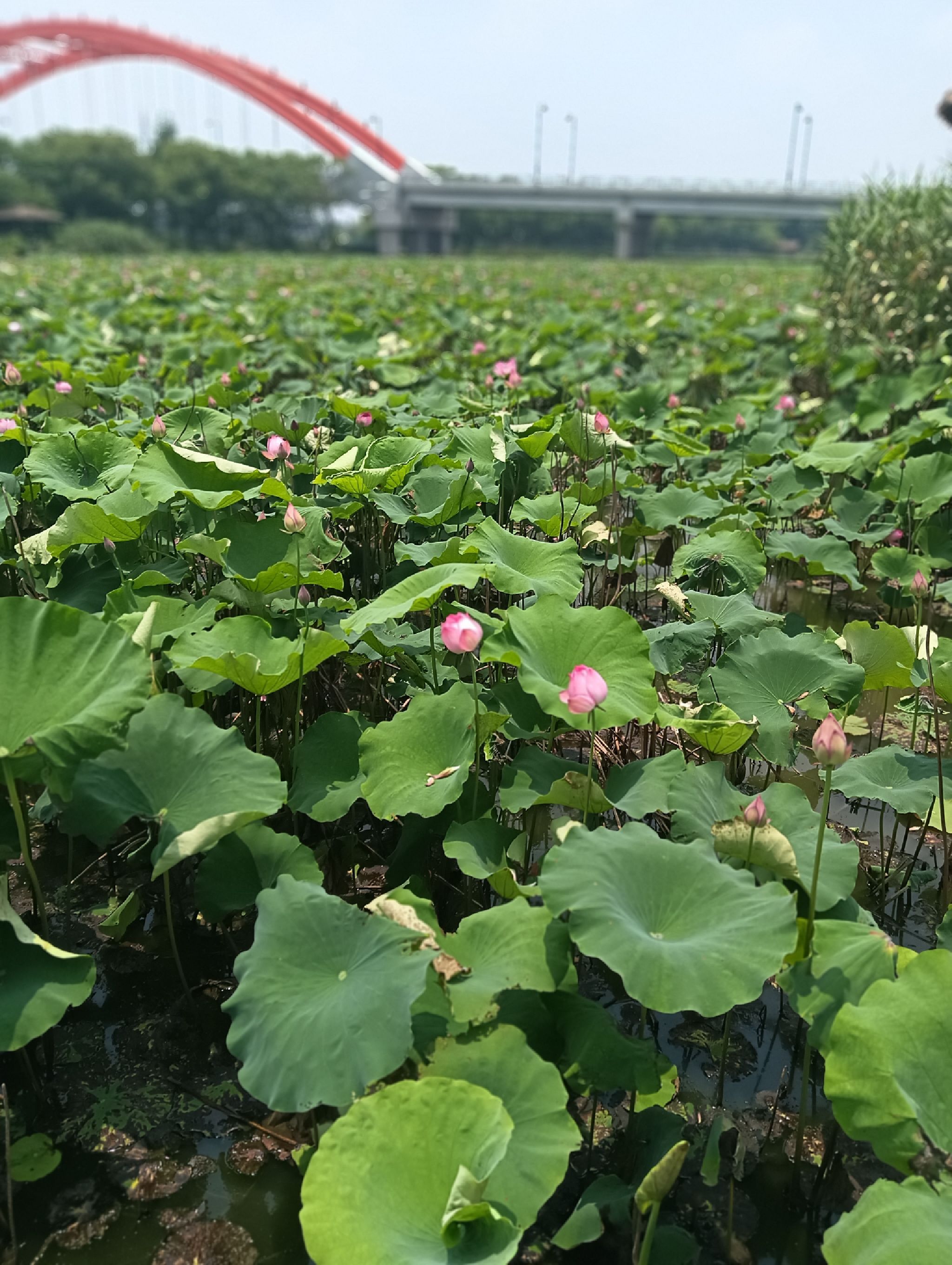 运河街道千亩荷塘东园旅行图片 1