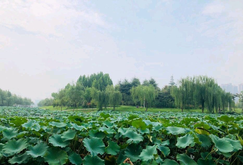 赵王河湿地公园旅行图片 3