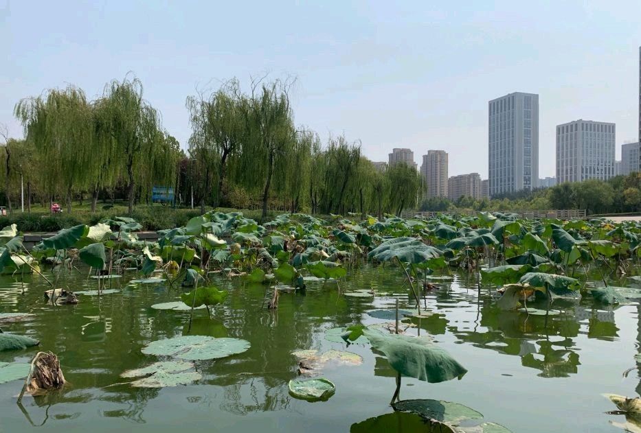 赵王河湿地公园旅行图片 1