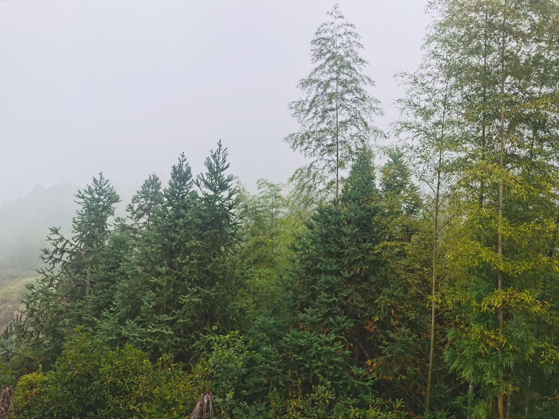 百草园景区旅行图片 1