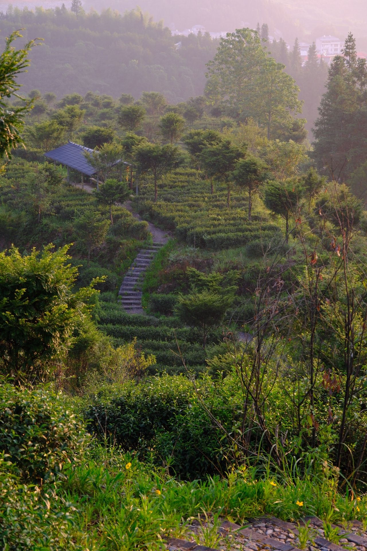 百草园景区旅行图片 3