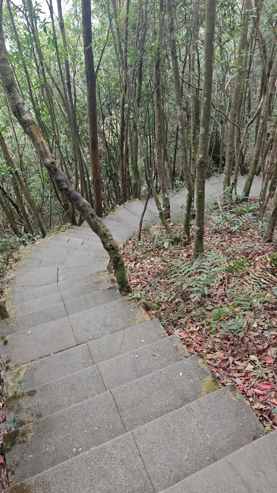莲花瀑布旅行图片 3