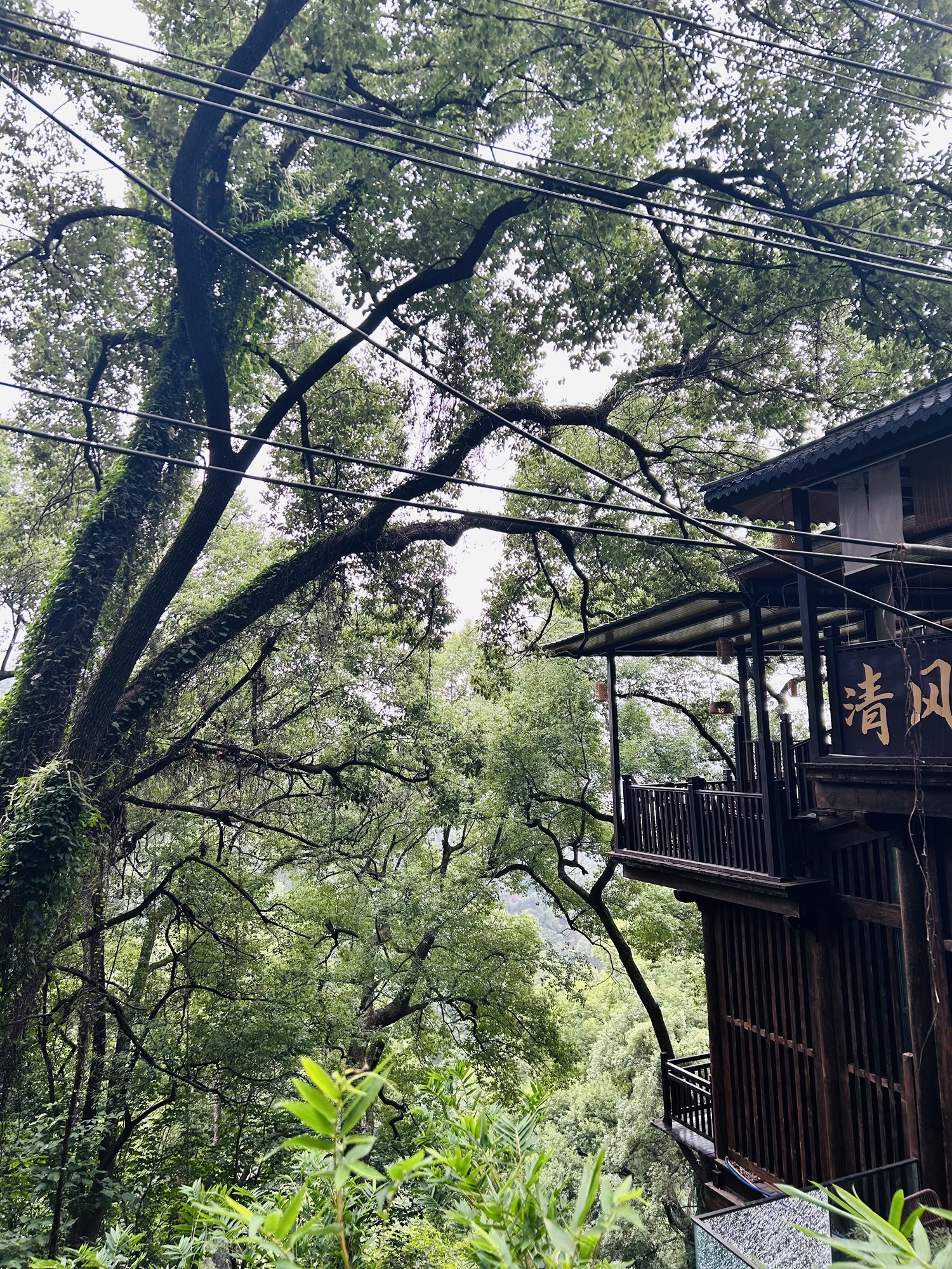黄桷垭老街旅行图片 2