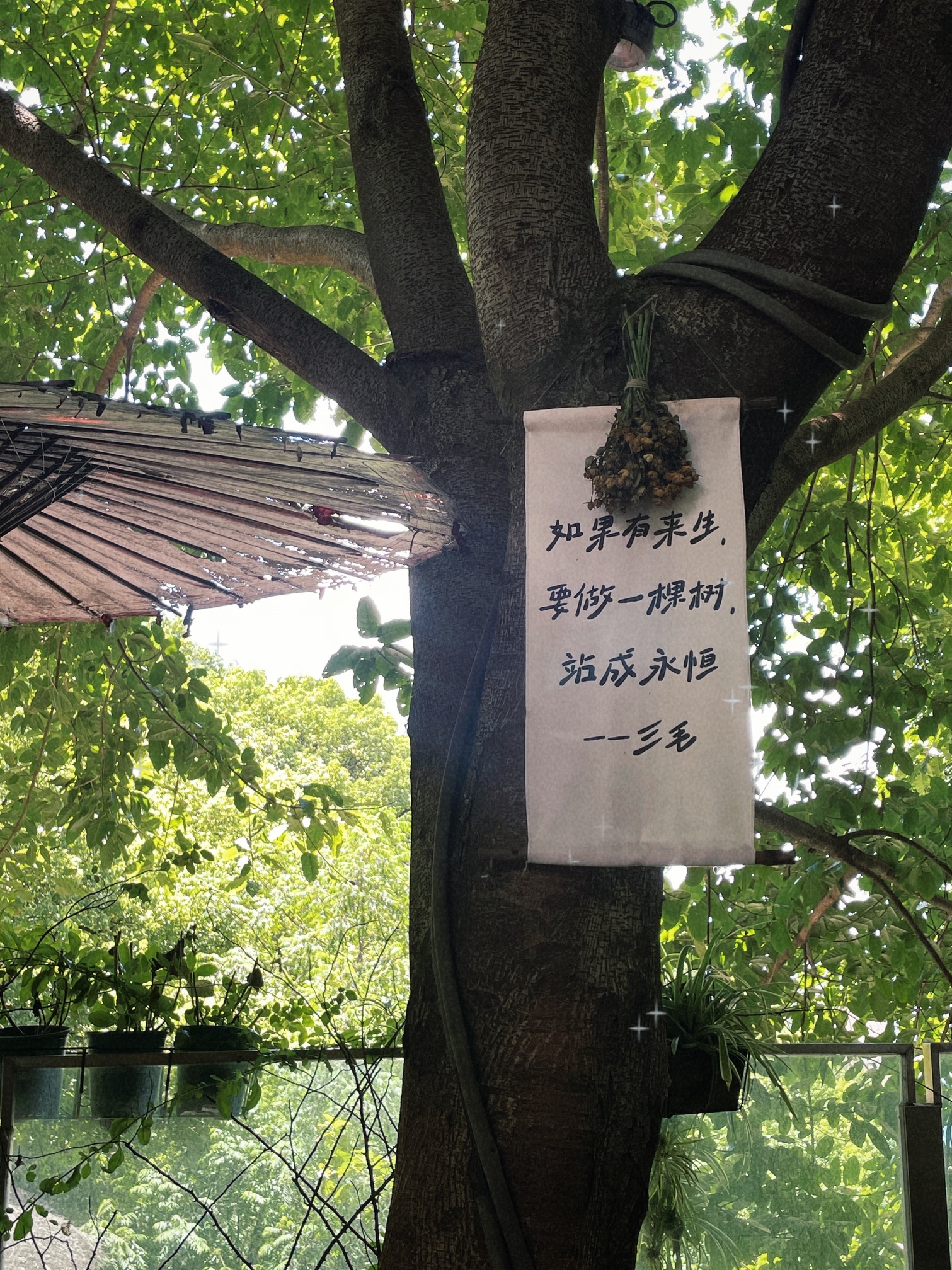 黄桷垭老街旅行图片 1