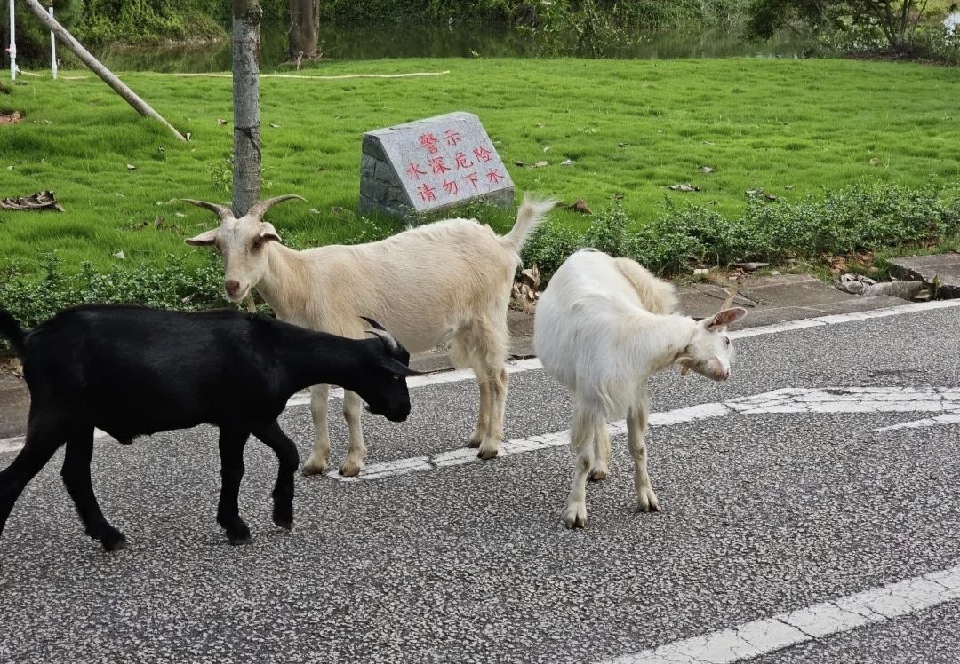 沧州高新区森林公园旅行图片 3