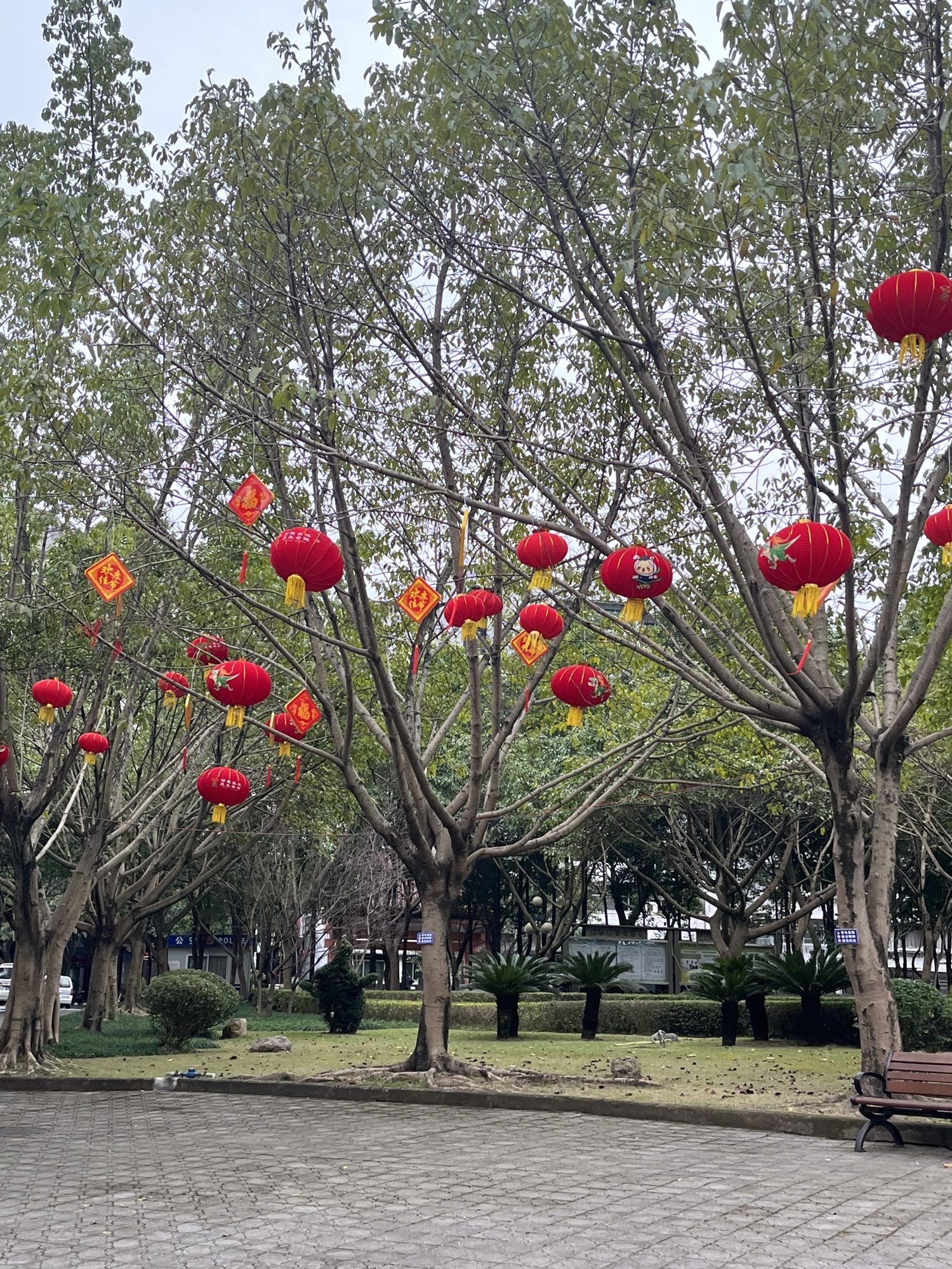 杏家湾广场旅行图片 2