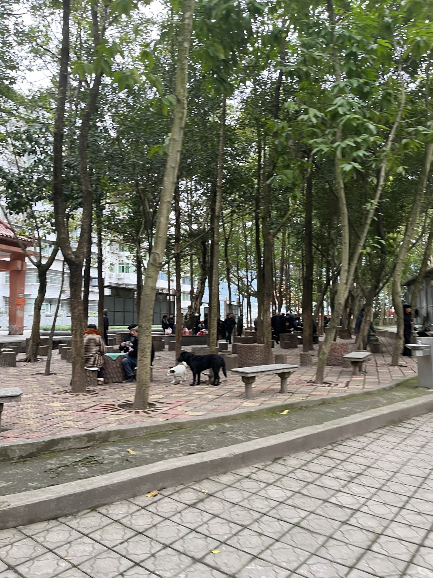 杏家湾广场旅行图片 3