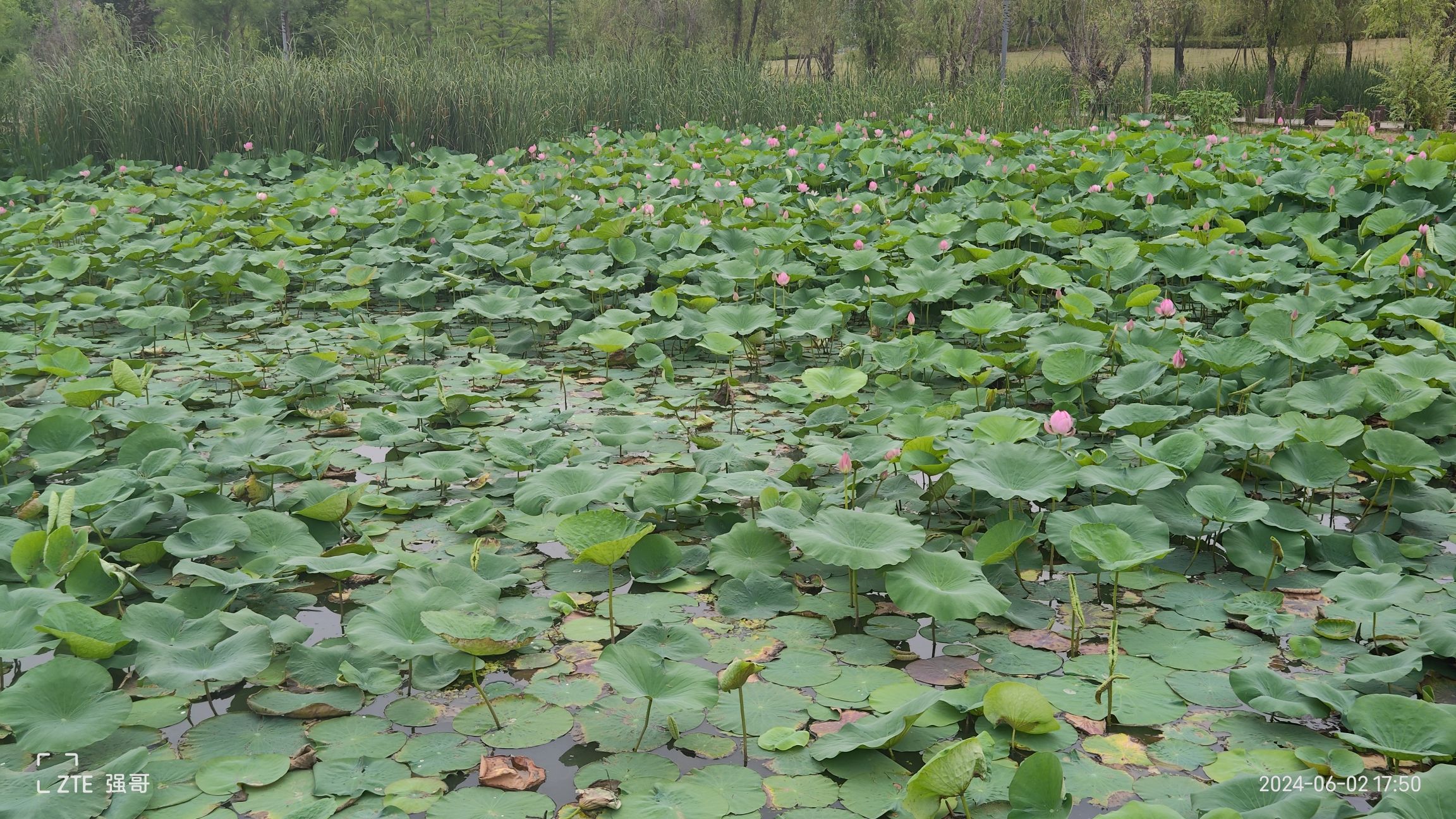 玉湖湿地公园旅行图片 2