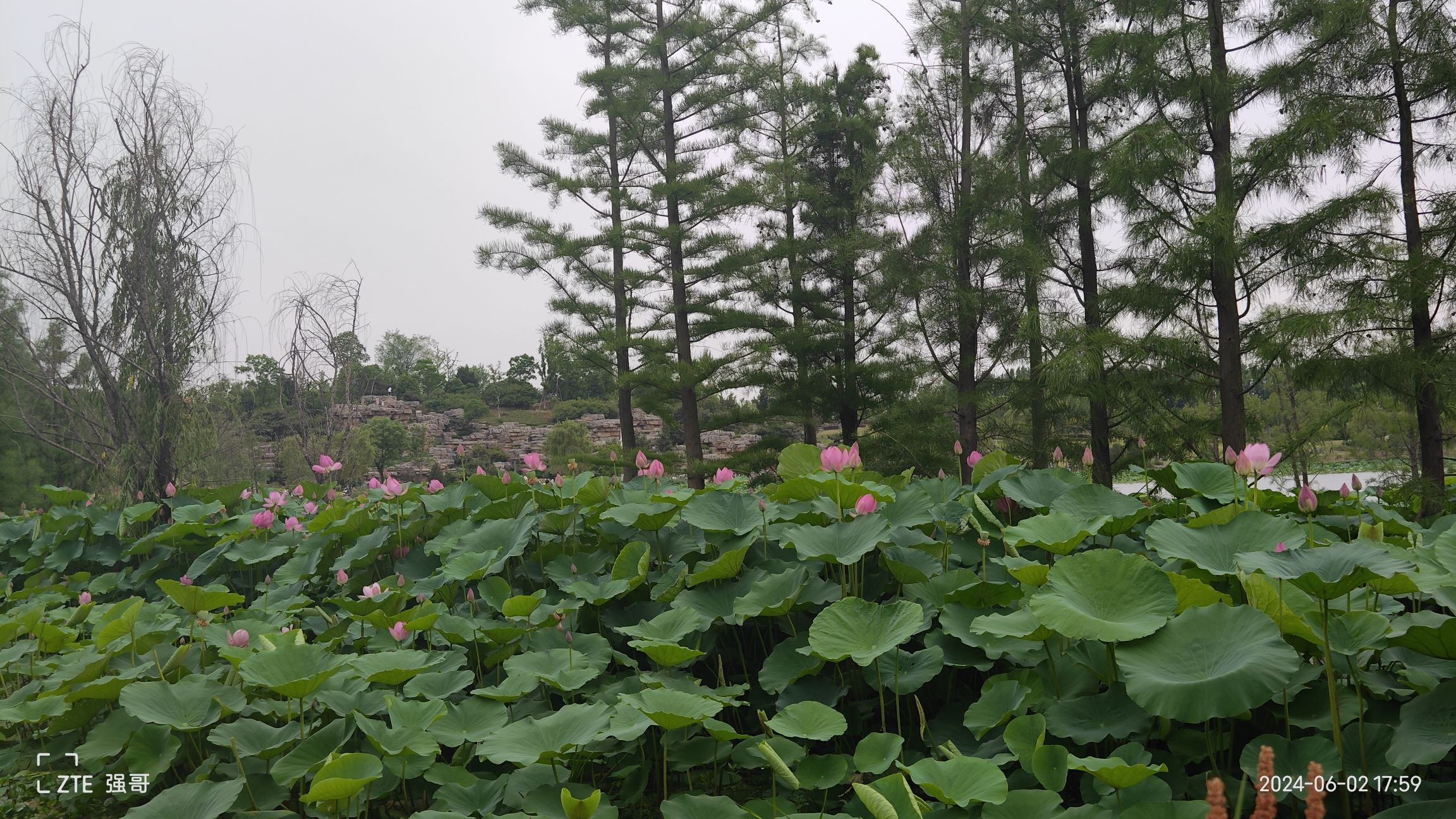 玉湖湿地公园旅行图片 1