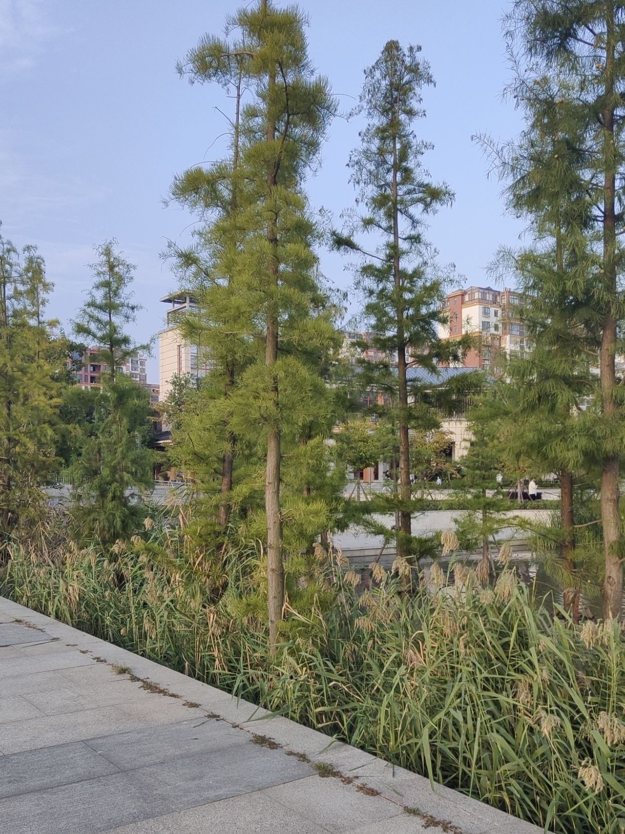 玉湖湿地公园旅行图片 2