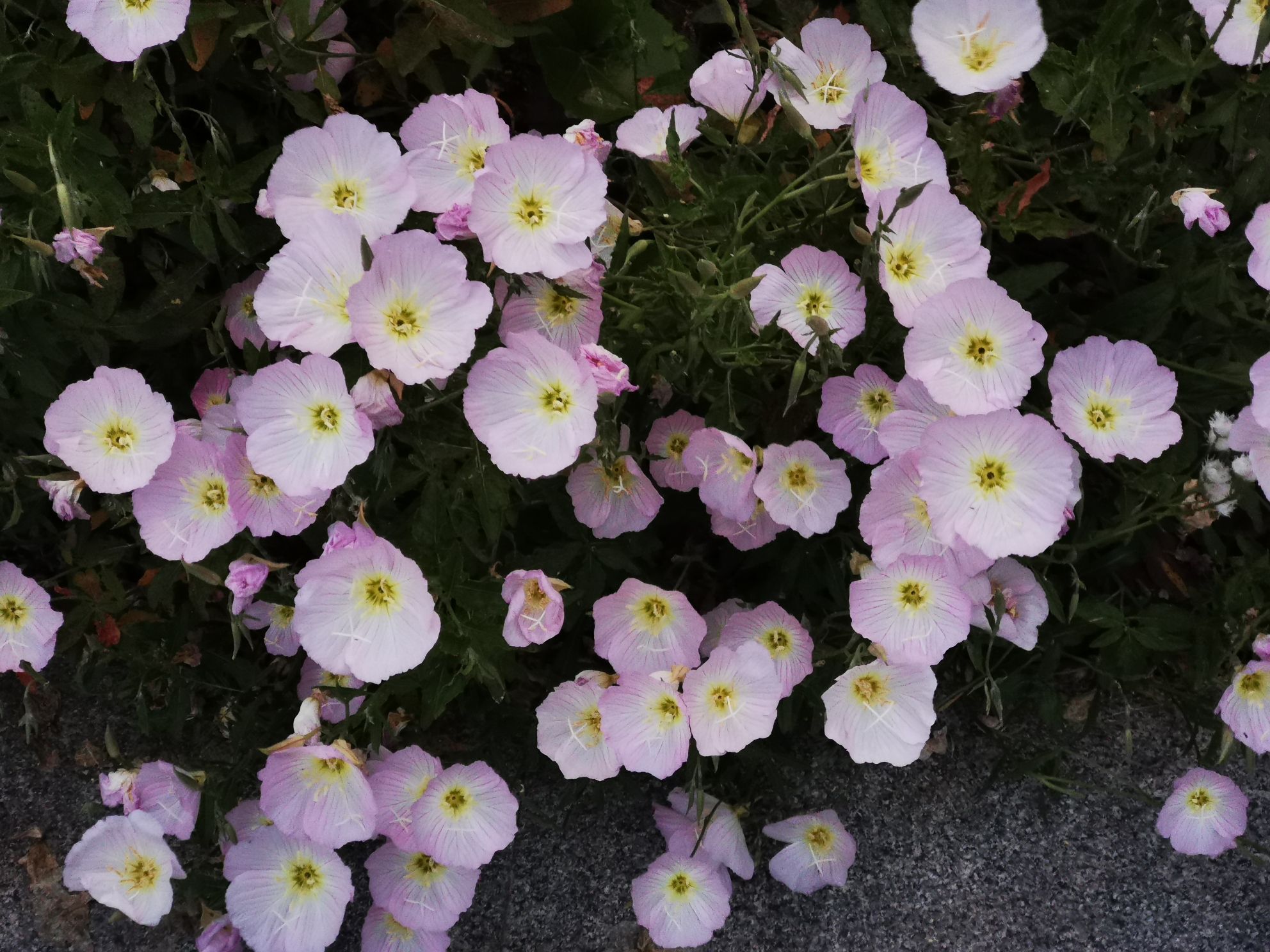 环城水系公园旅行图片 3