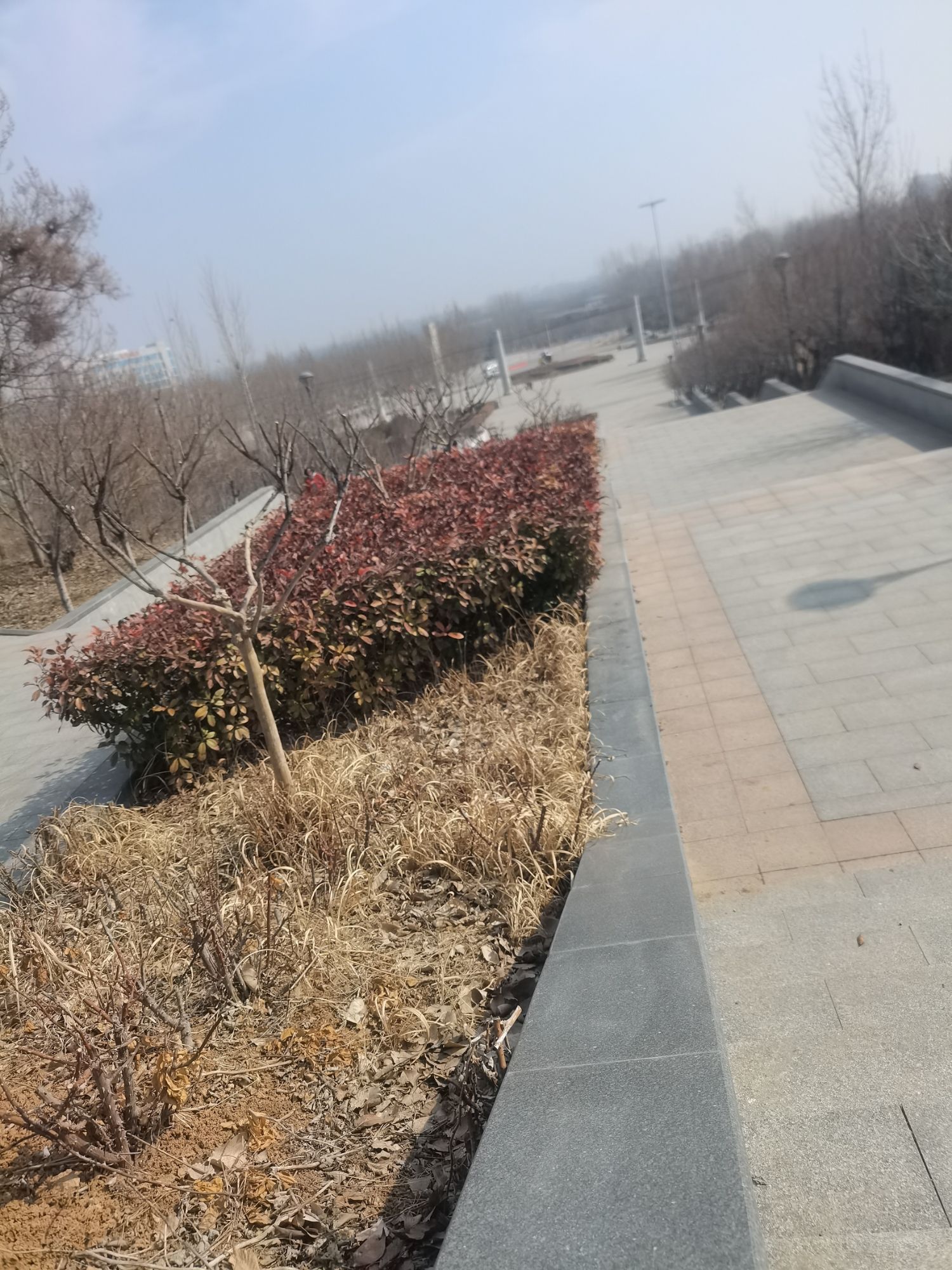 凤凰山公园旅行图片 1
