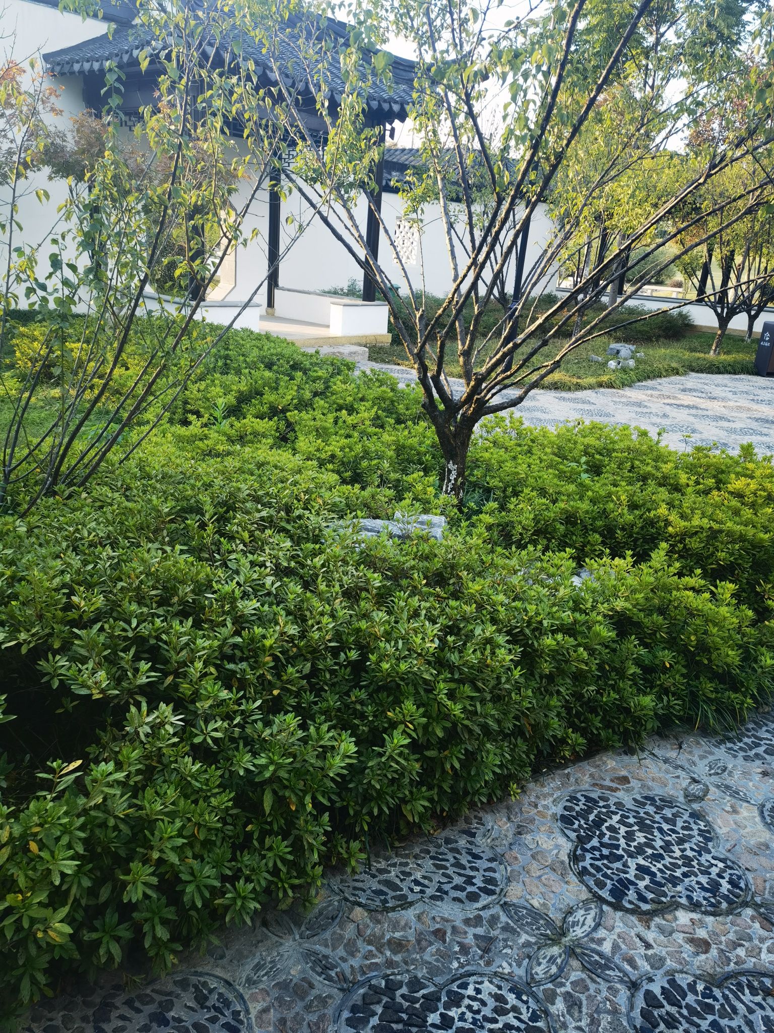 秋香园旅行图片