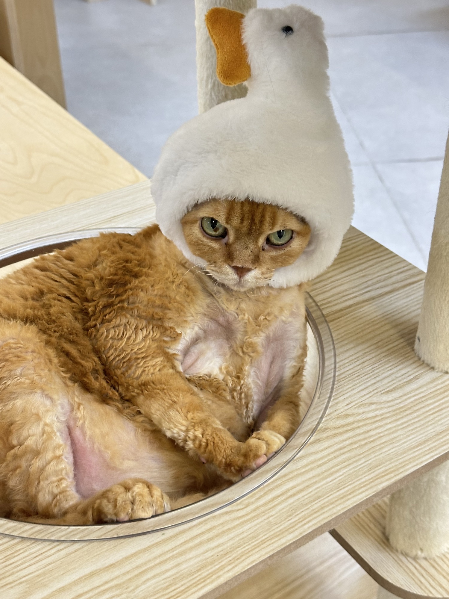 Heymao猫咖.咖啡厅(东门店)