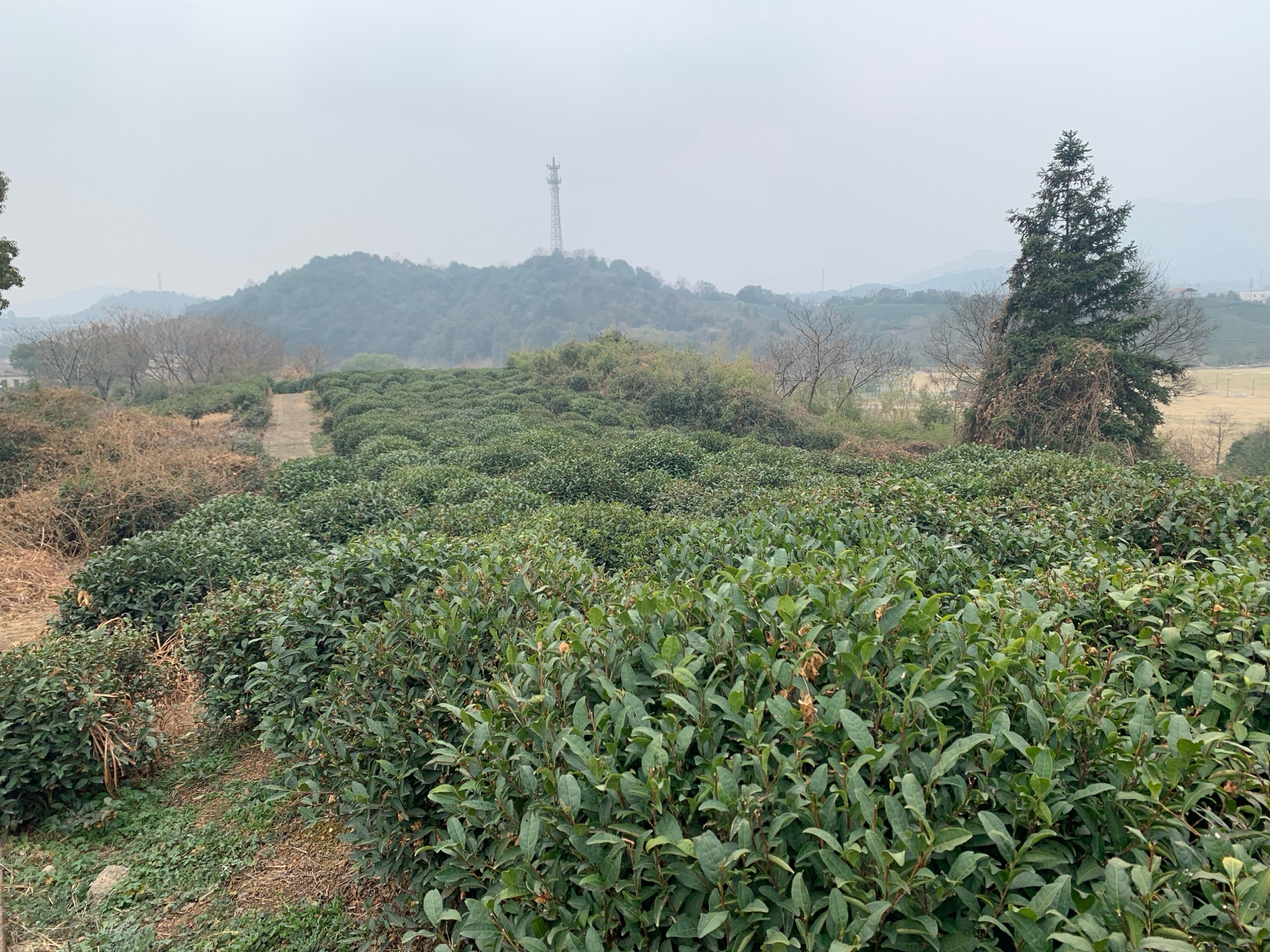 杭州龙坞茶镇旅行图片 1