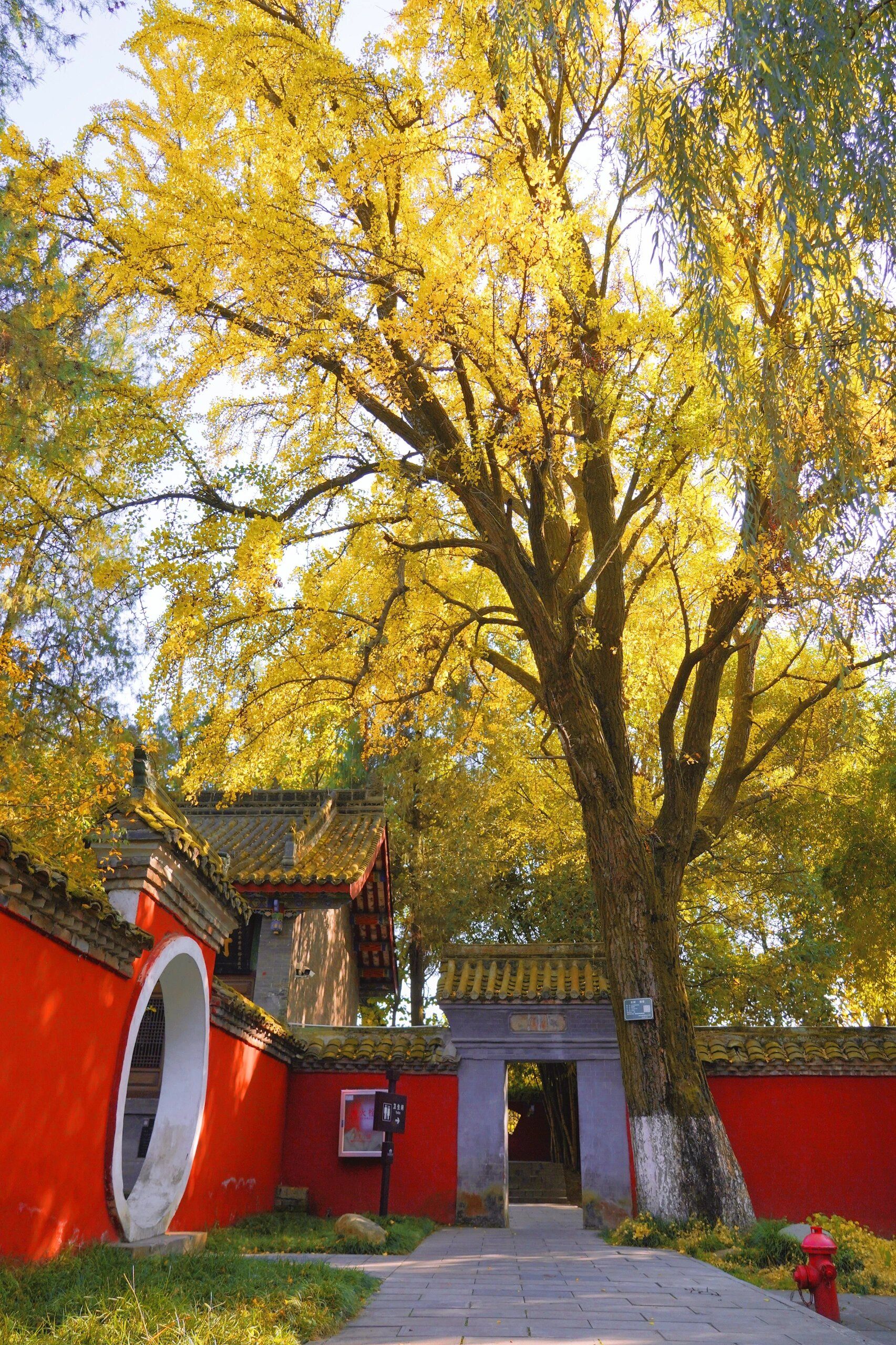 汉代古银杏树旅行图片 3