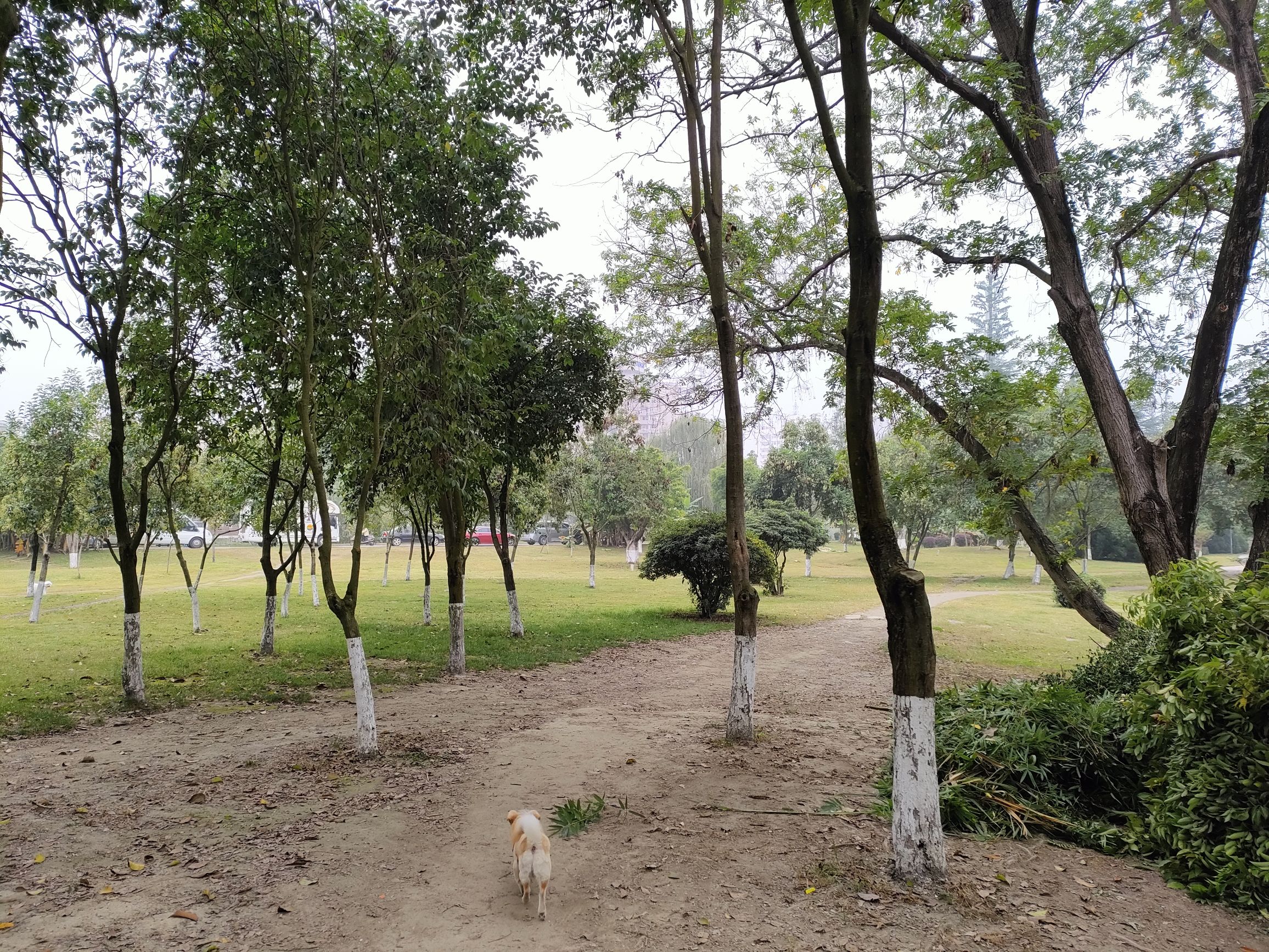 小岛花园城·清水湾湿地公园旅行图片 2