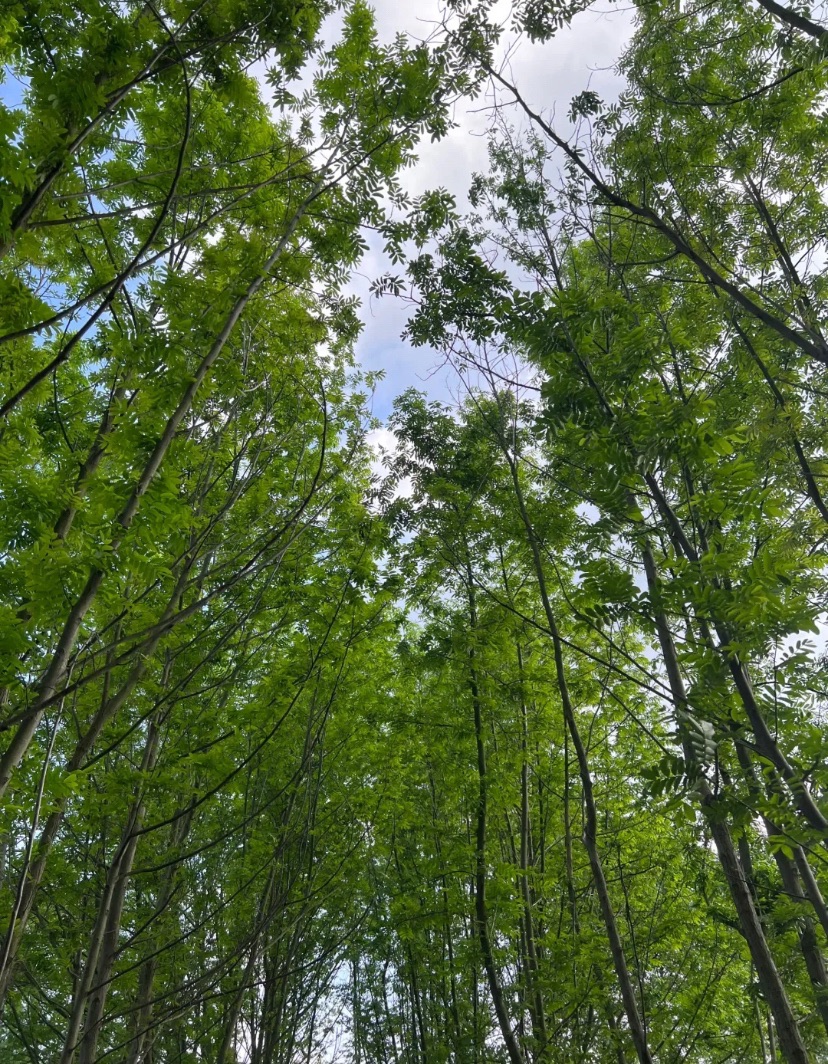 胡大山湿地公园旅行图片 1