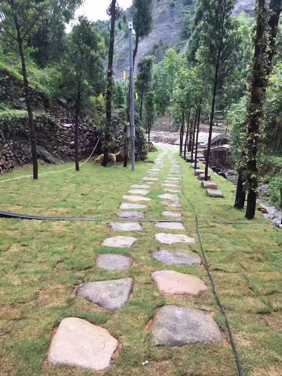 雁荡山石斛谷旅行图片 2