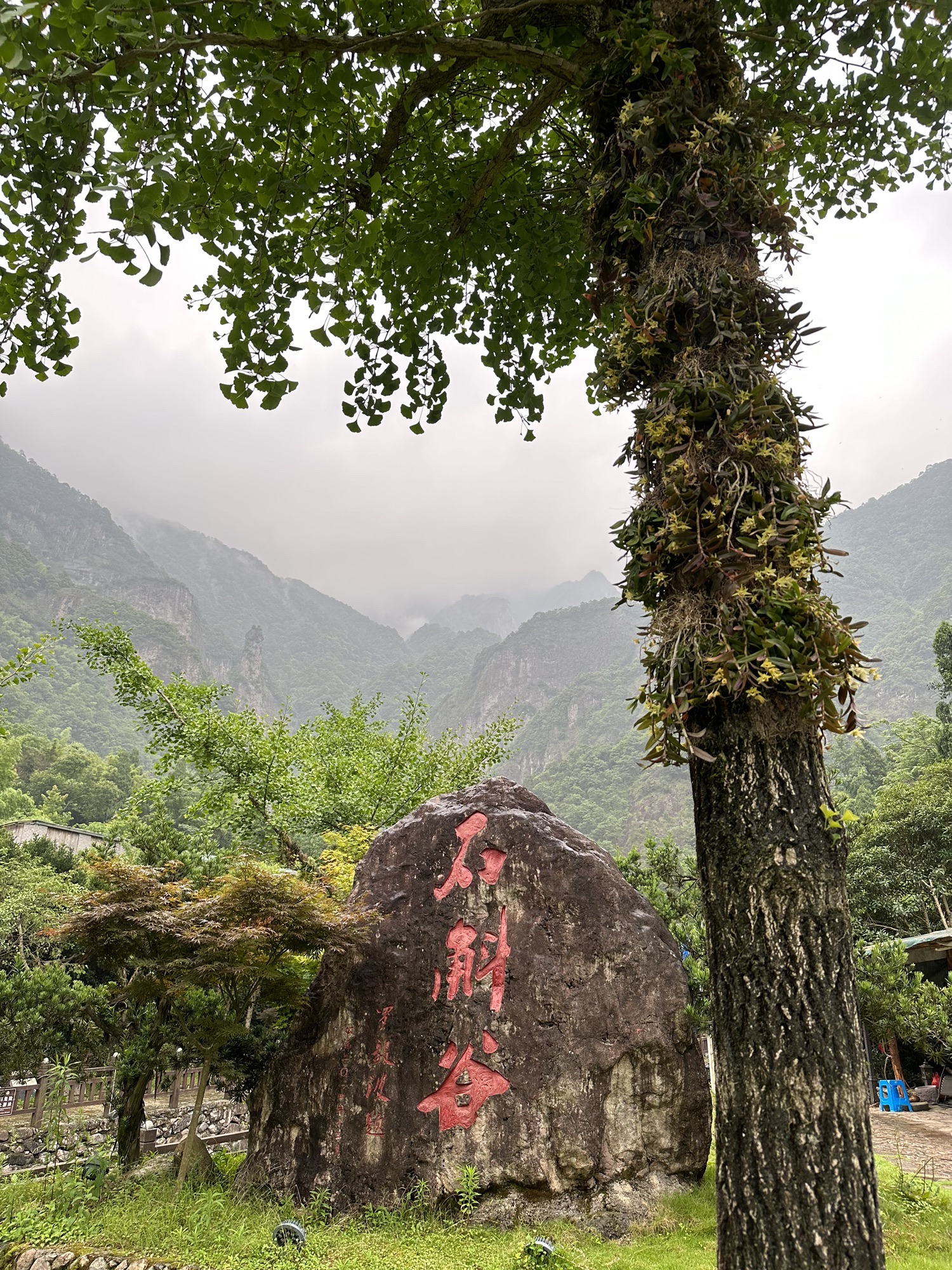 雁荡山石斛谷旅行图片 1