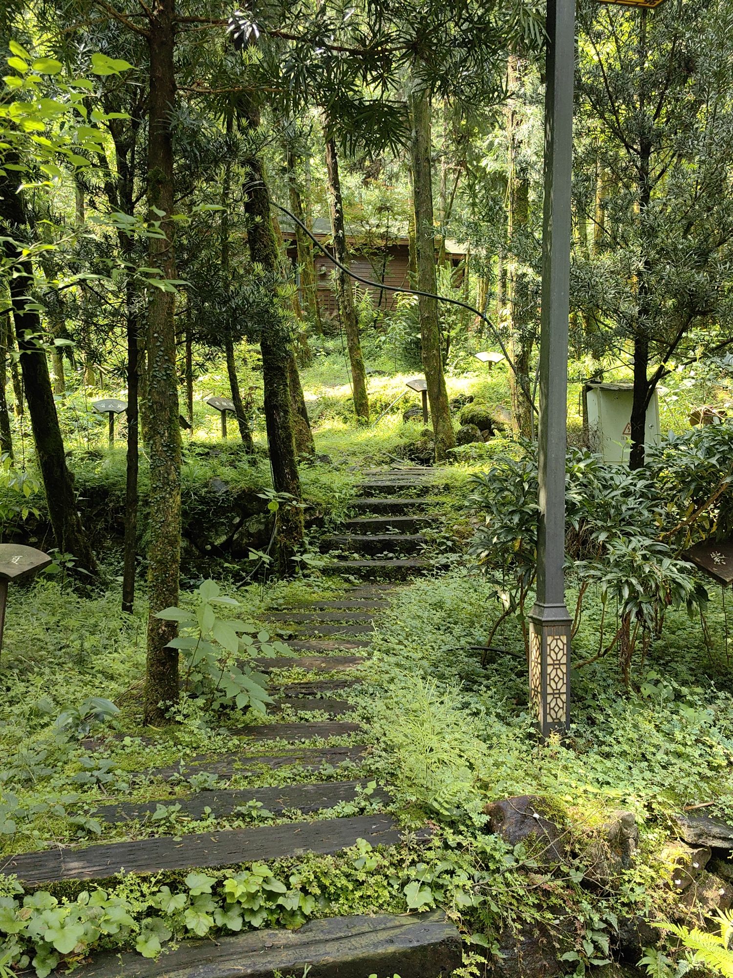 雁荡山石斛谷旅行图片 2