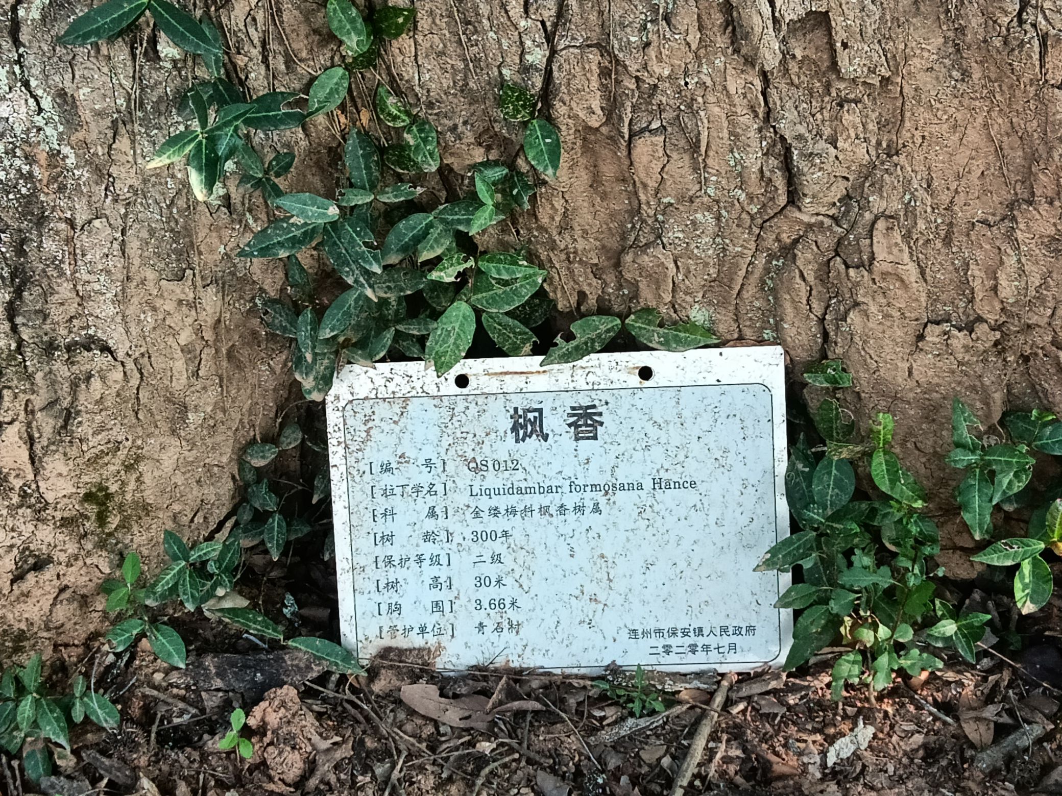 青石绿美古树公园旅行图片 1