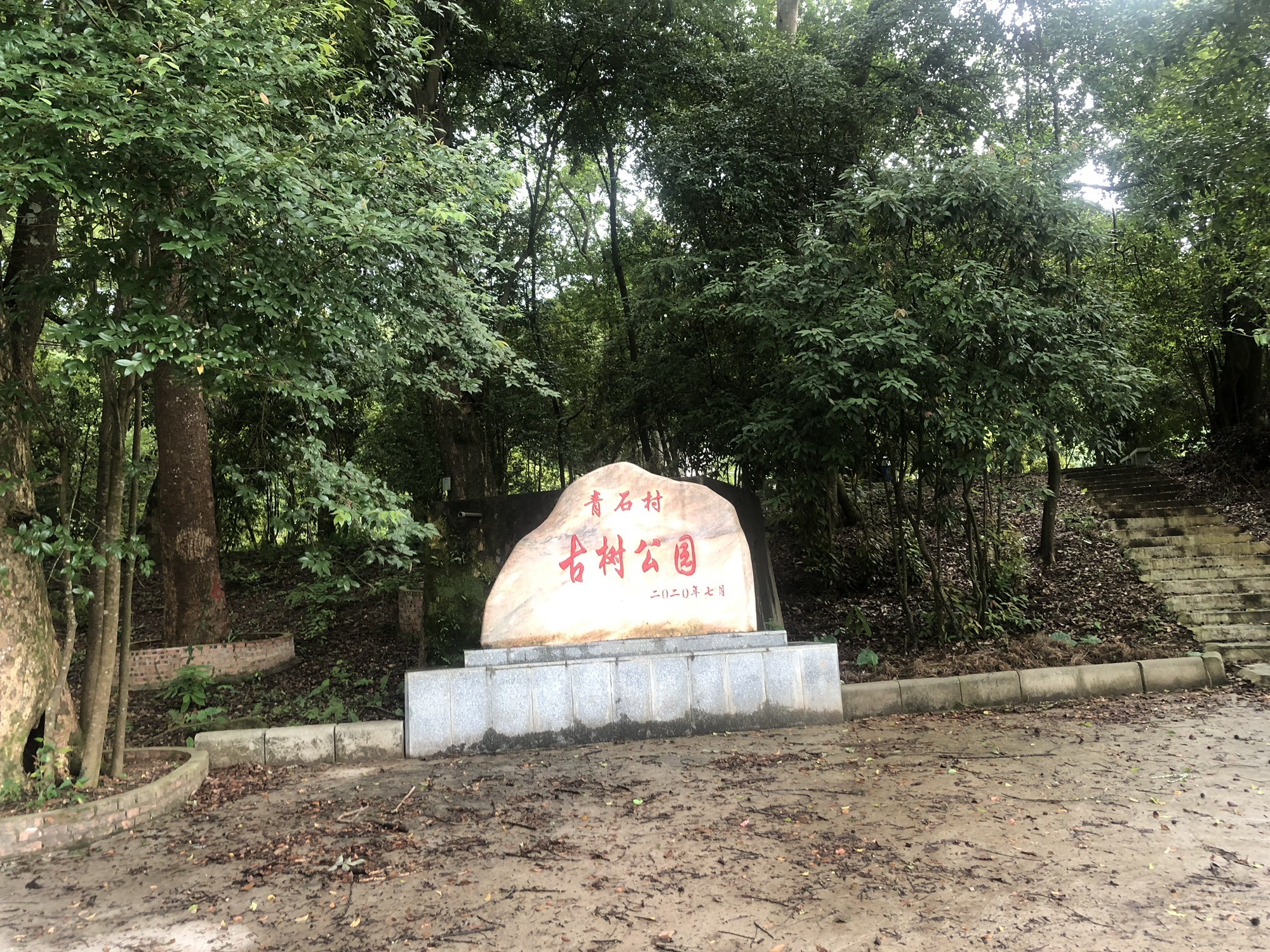青石绿美古树公园旅行图片 2