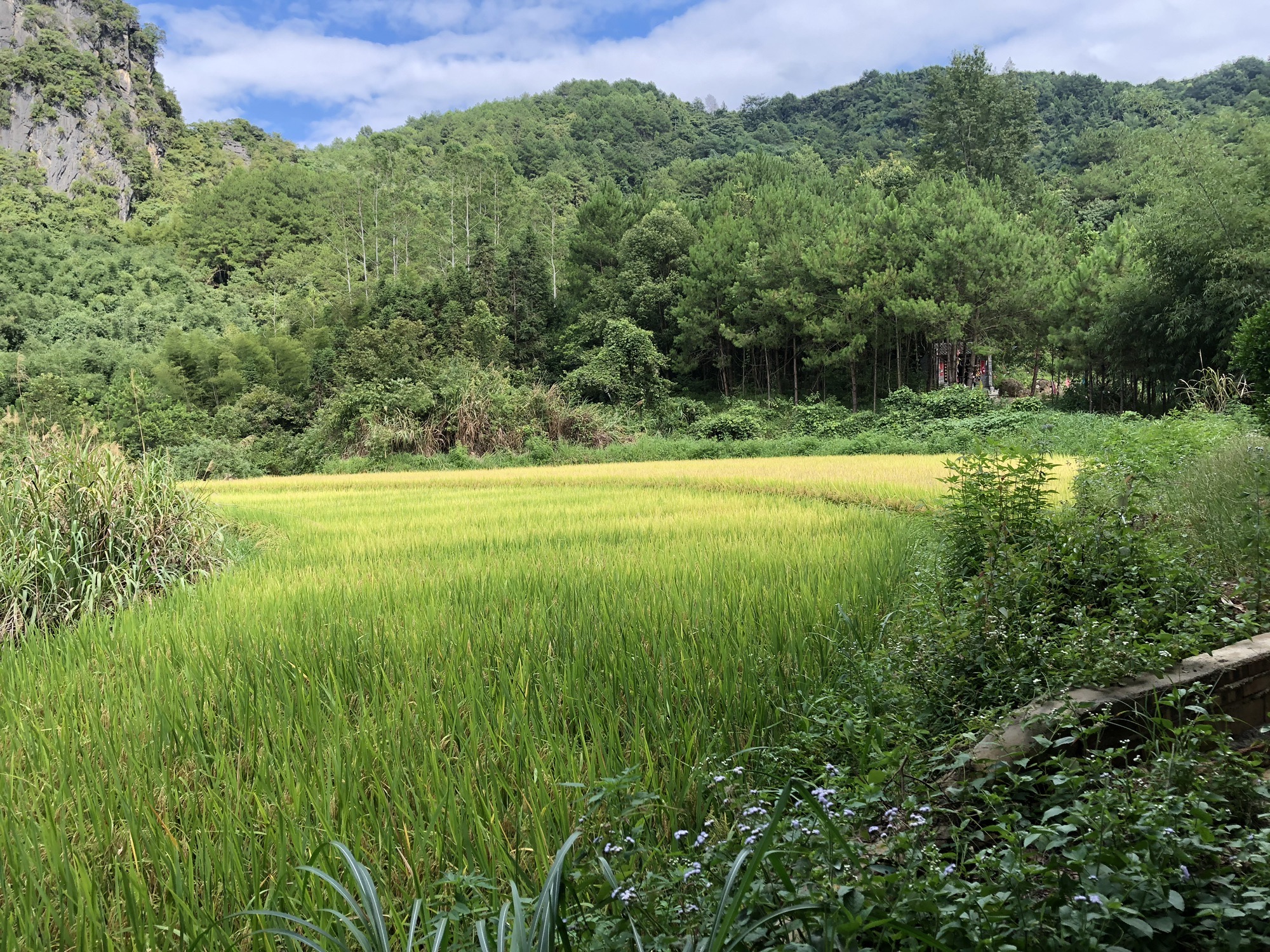 青石绿美古树公园旅行图片 1